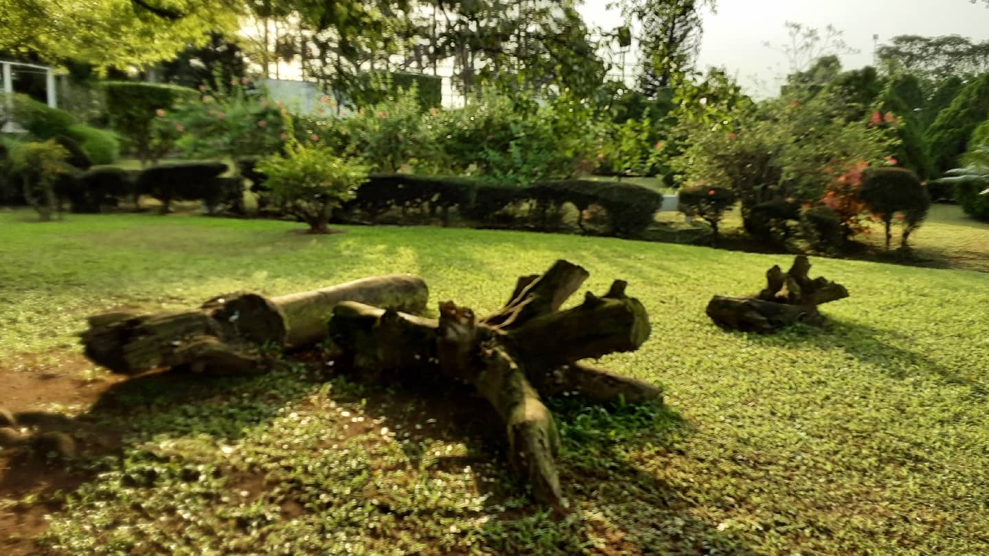 Serene Garden Strolls