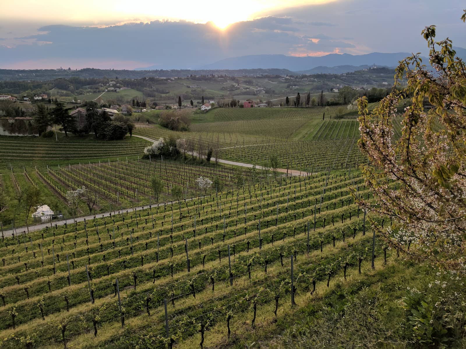Rolling Vineyards