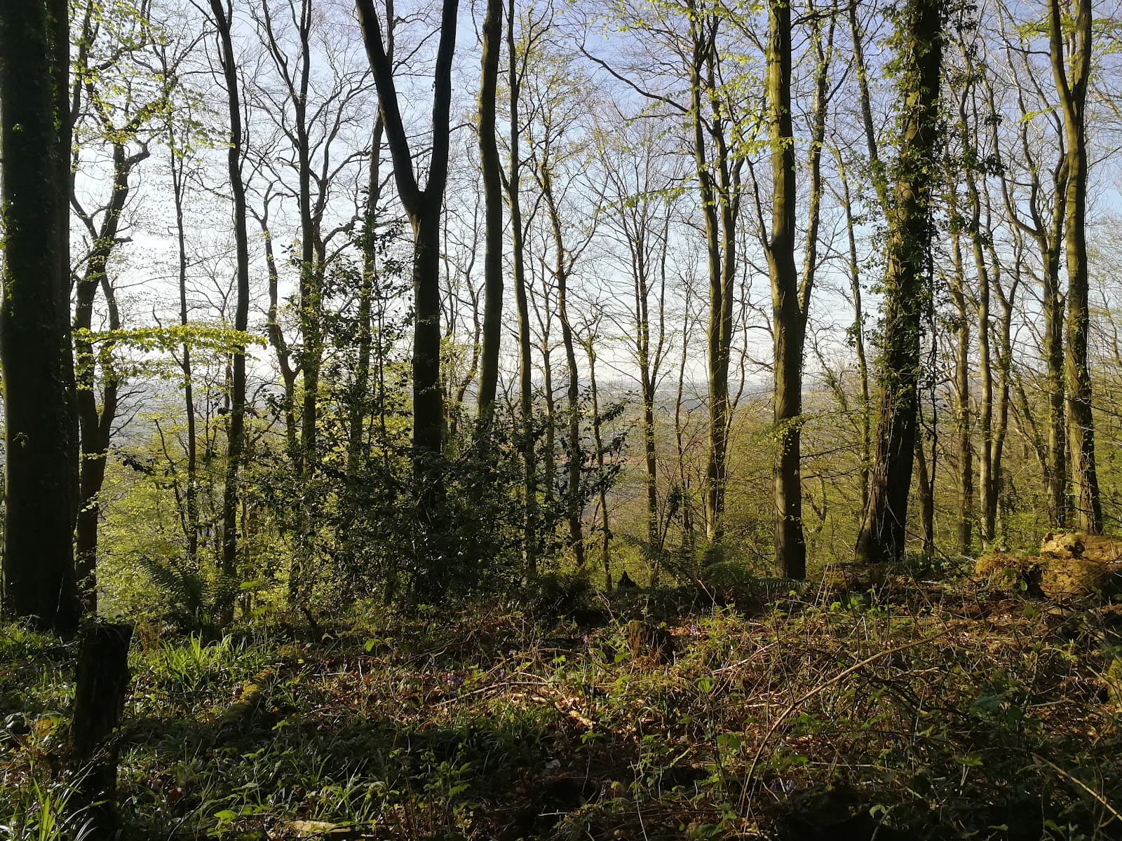 Chase Wood (Ross) - Image 1