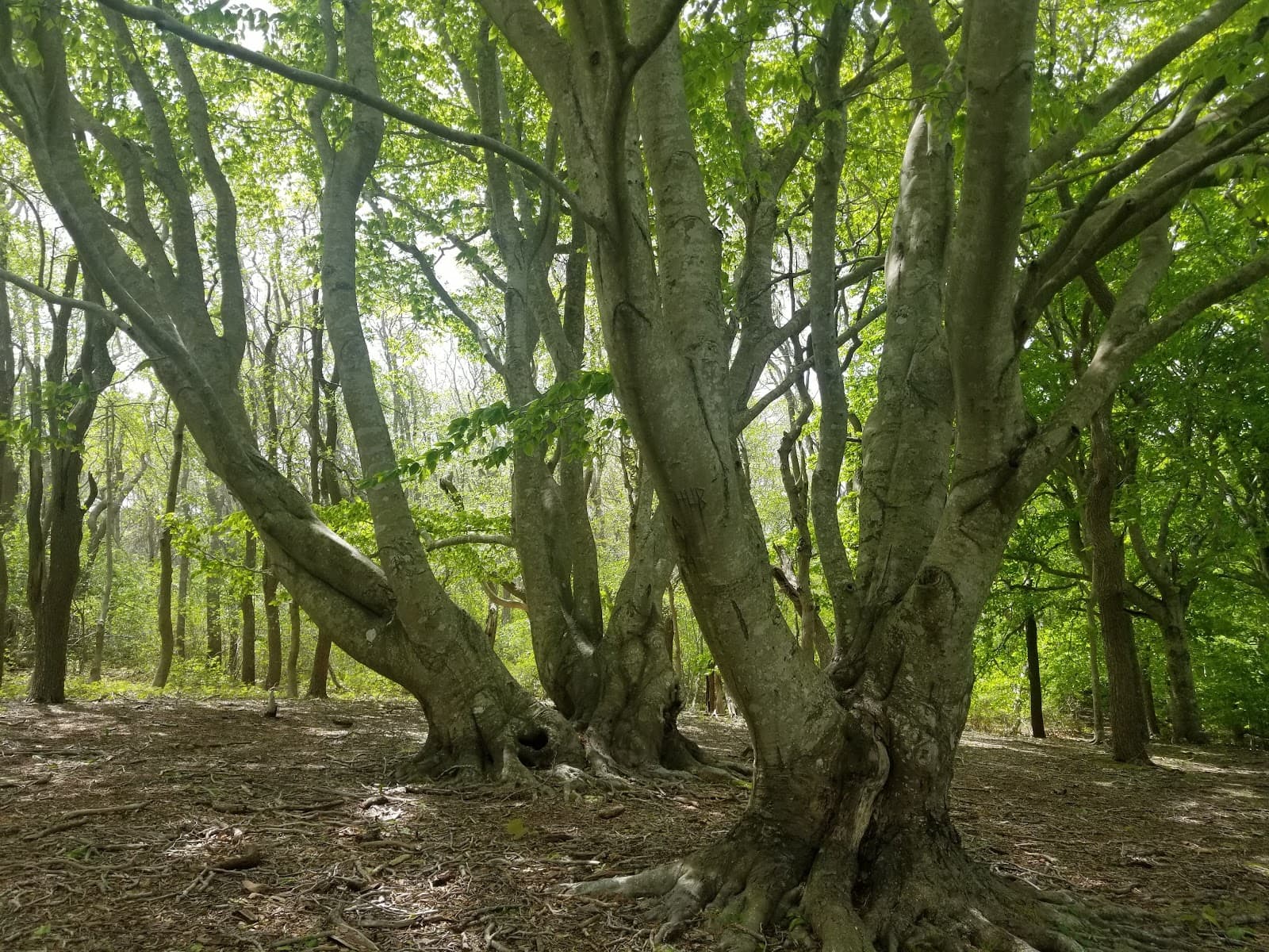 Squam Swamp - Image 1