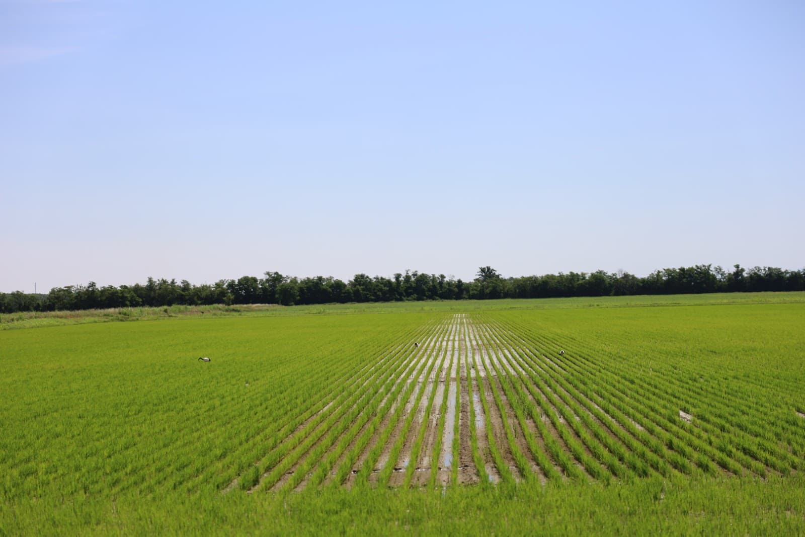 Lomellina Rice Fields Lombardy - Image 1