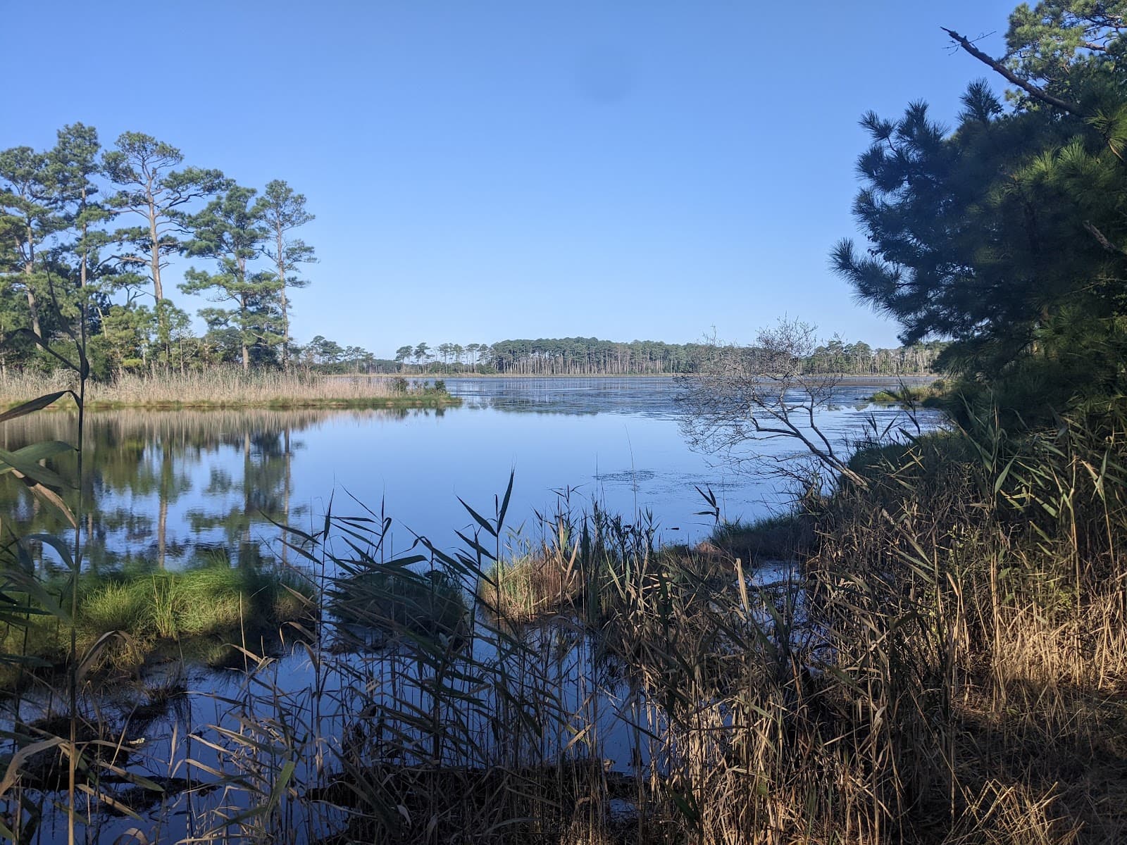 Assawoman Wildlife Area - Image 1