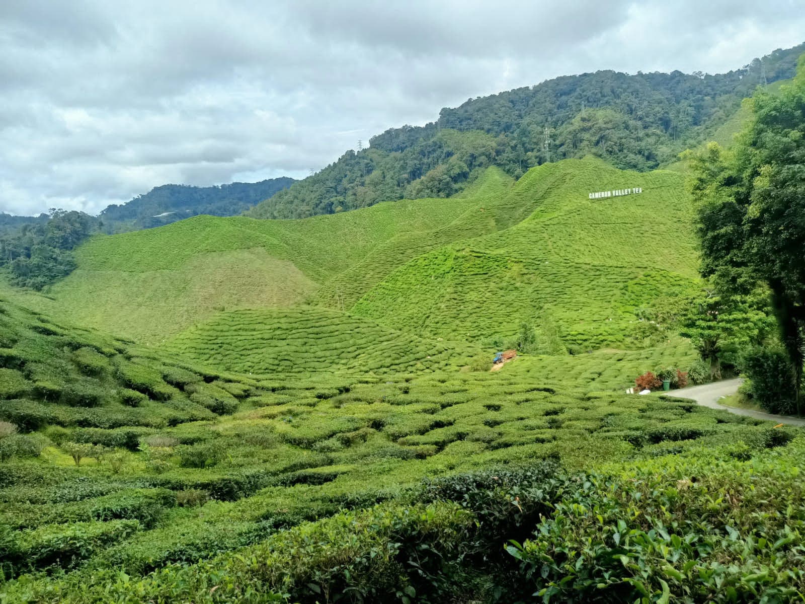 Cameron Highlands - Image 1