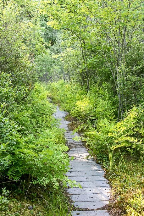 Pinhook Bog - Image 1