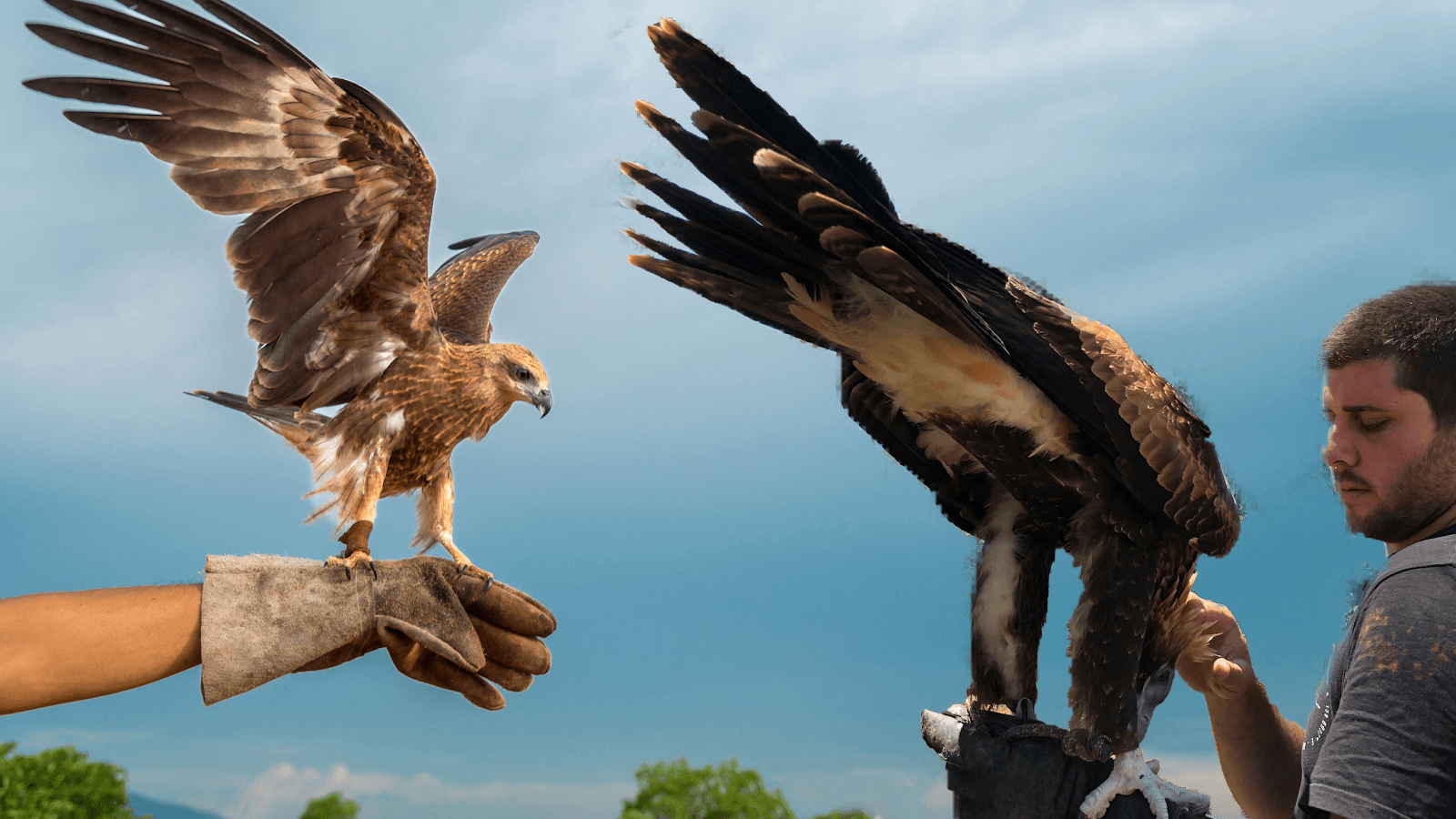 Feathered Friends Bird Sanctuary - Image 1