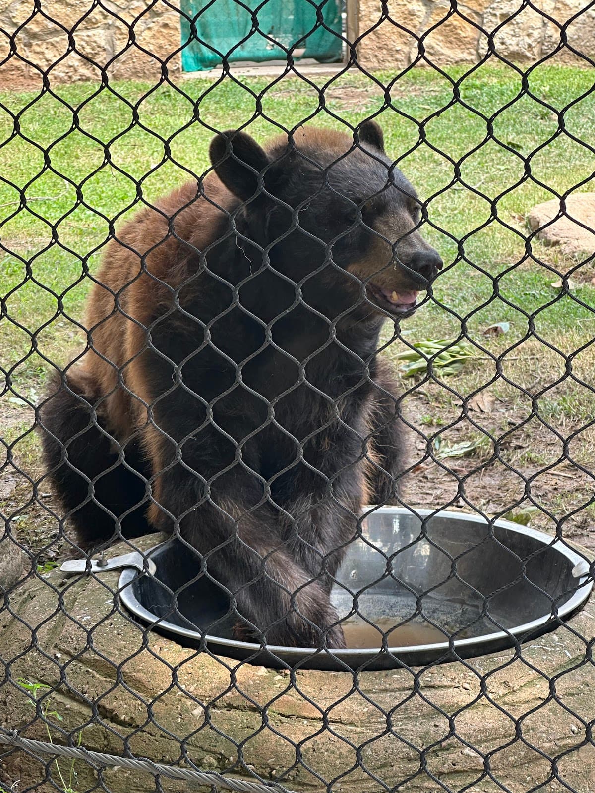 Bill & Eva Williams Bear Habitat - Image 1