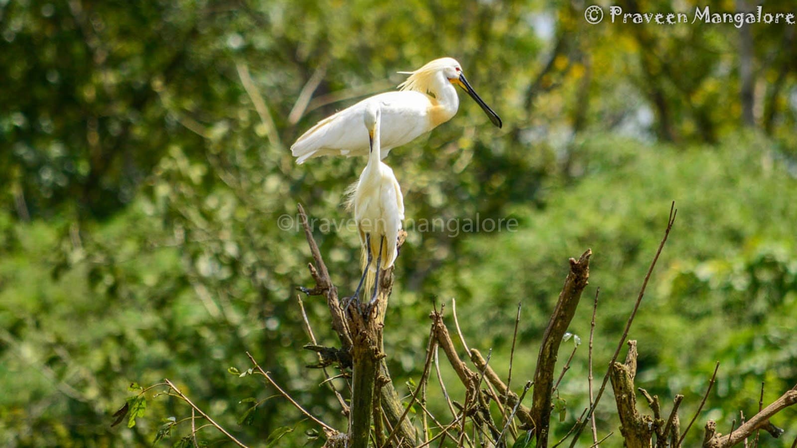 Gudavi Bird Sanctuary - Image 1