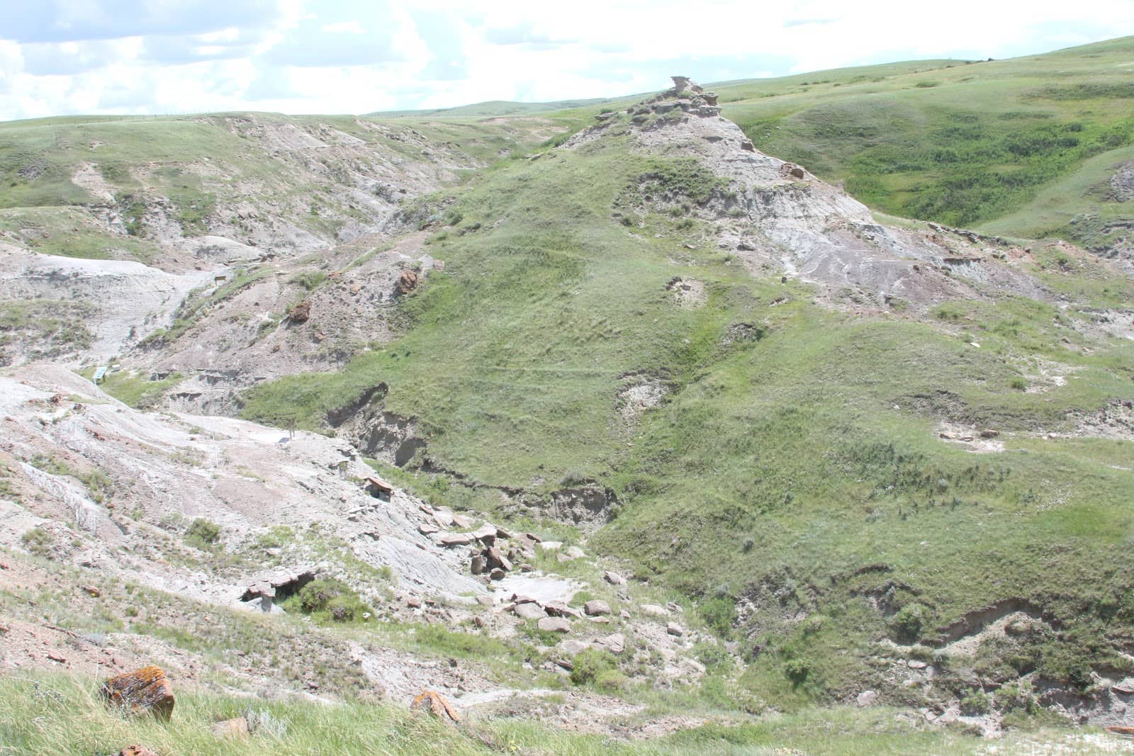 Extensive Fossil Collection