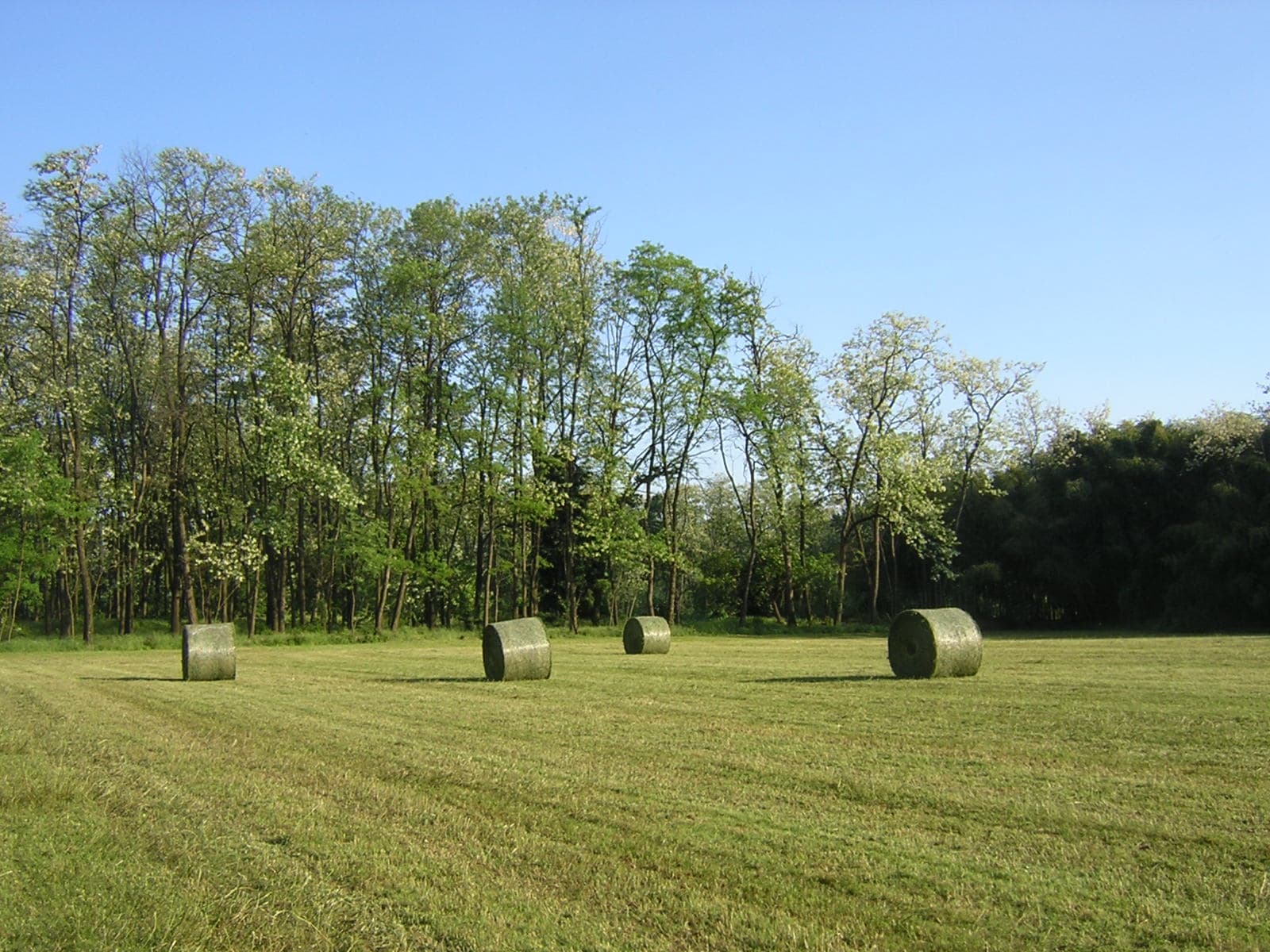 WWF Vanzago Forest - Image 1