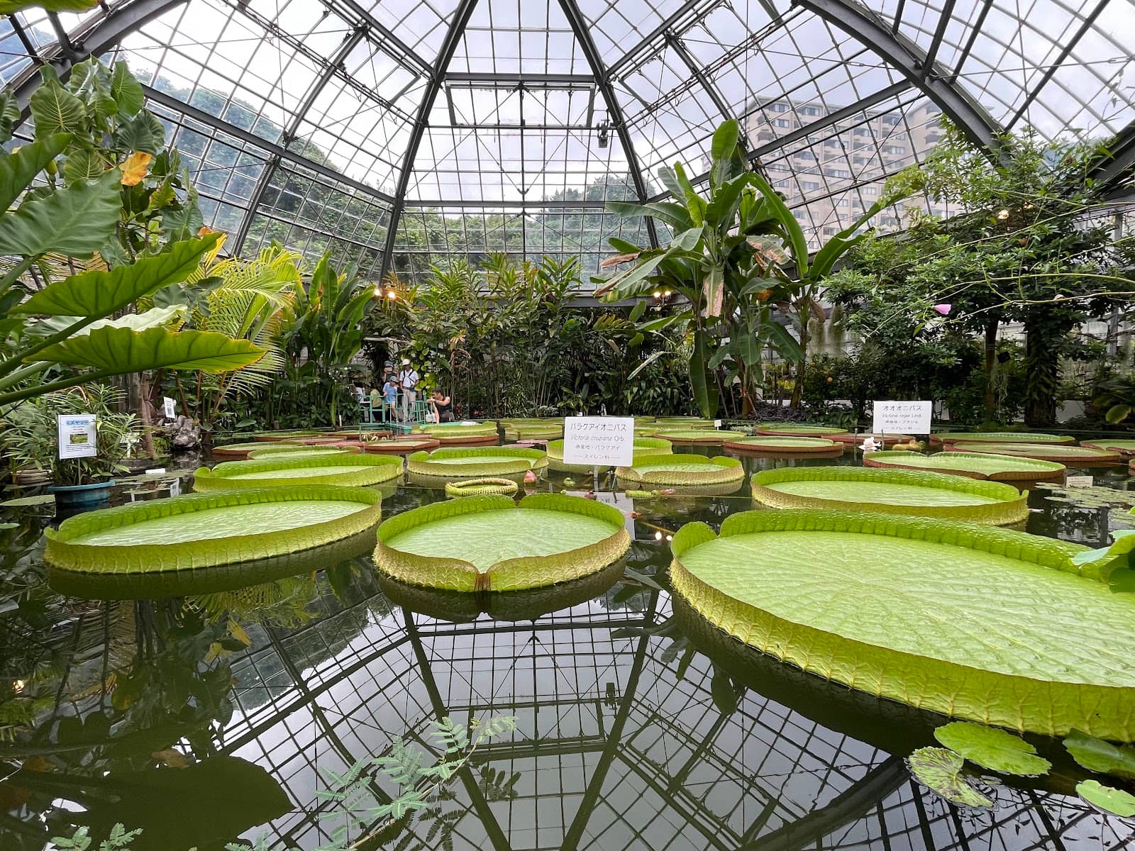 Lush Tropical Greenhouses