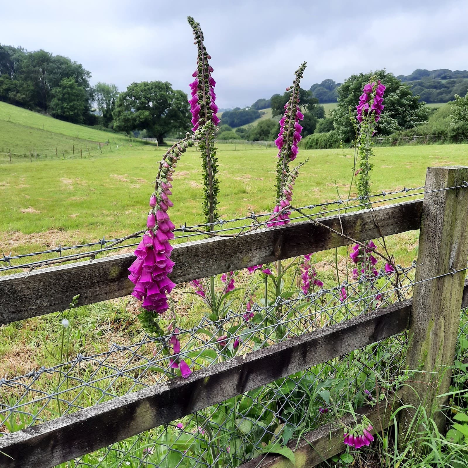 Pentewan Valley Trail - Image 1