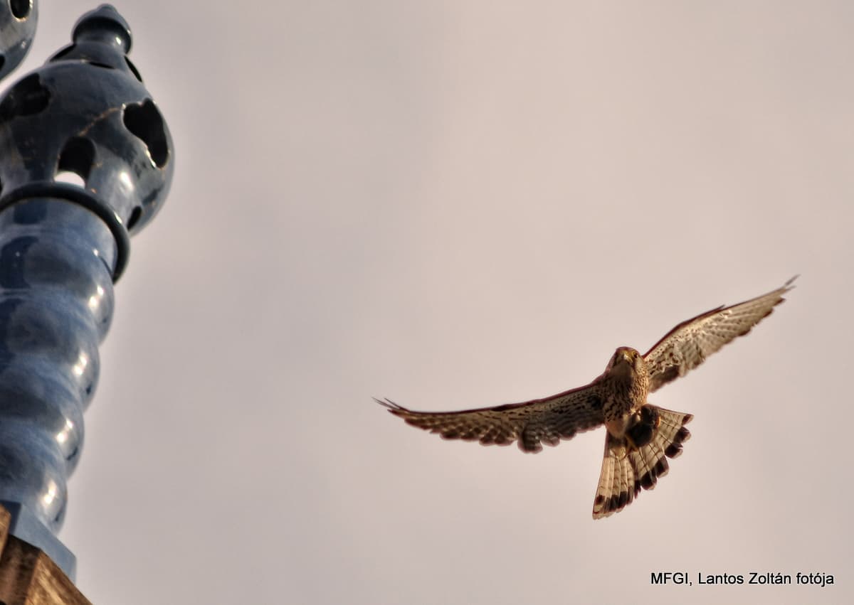 Magyar Királyi Földtani Intézet - Image 1