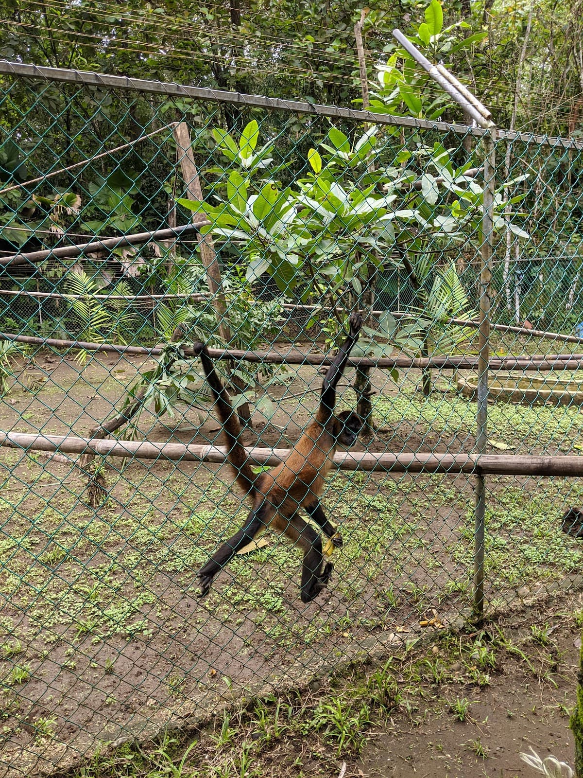 Tree of Life Wildlife Center Cahuita - Image 1