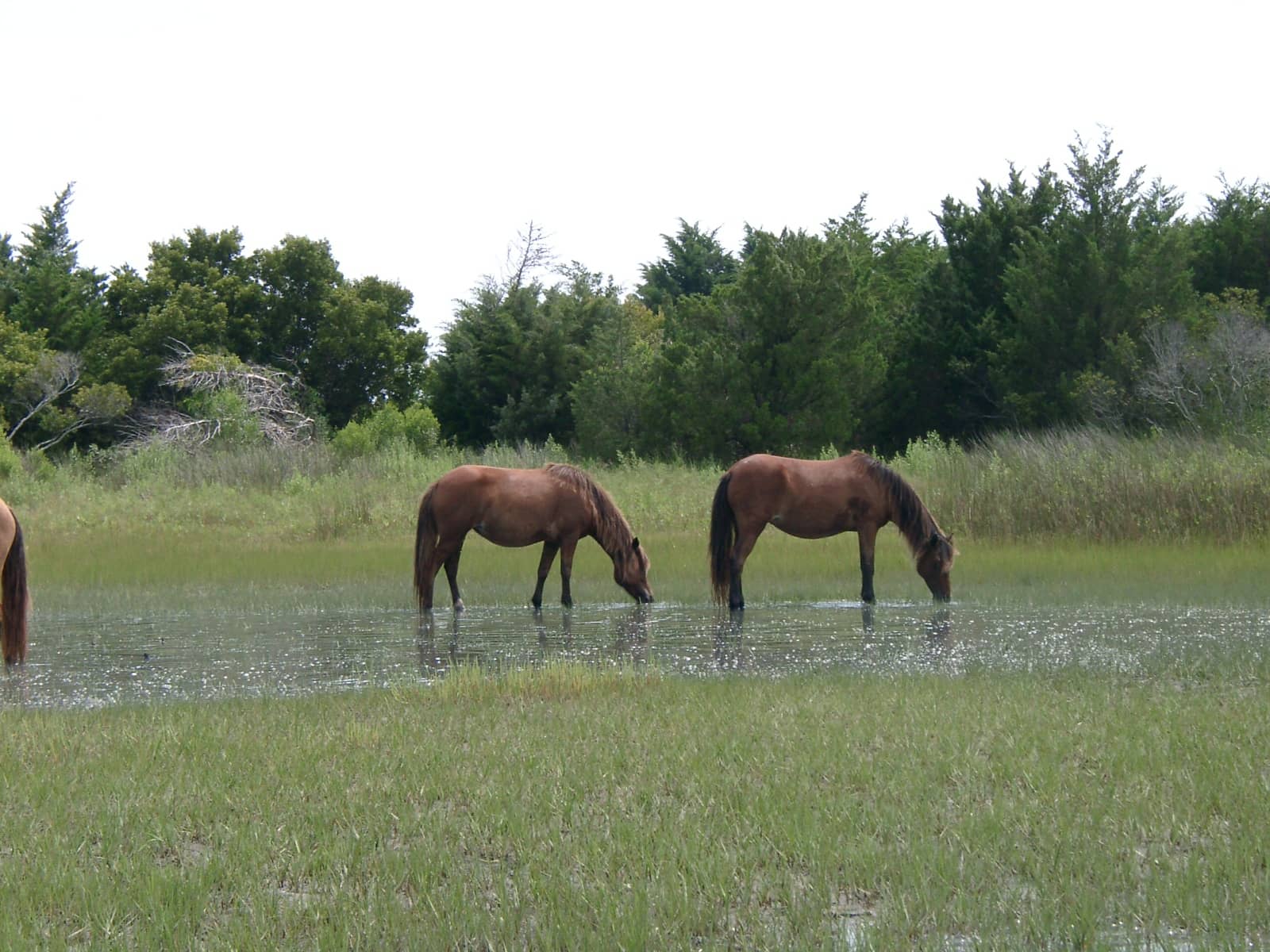 Scenic Island Trails