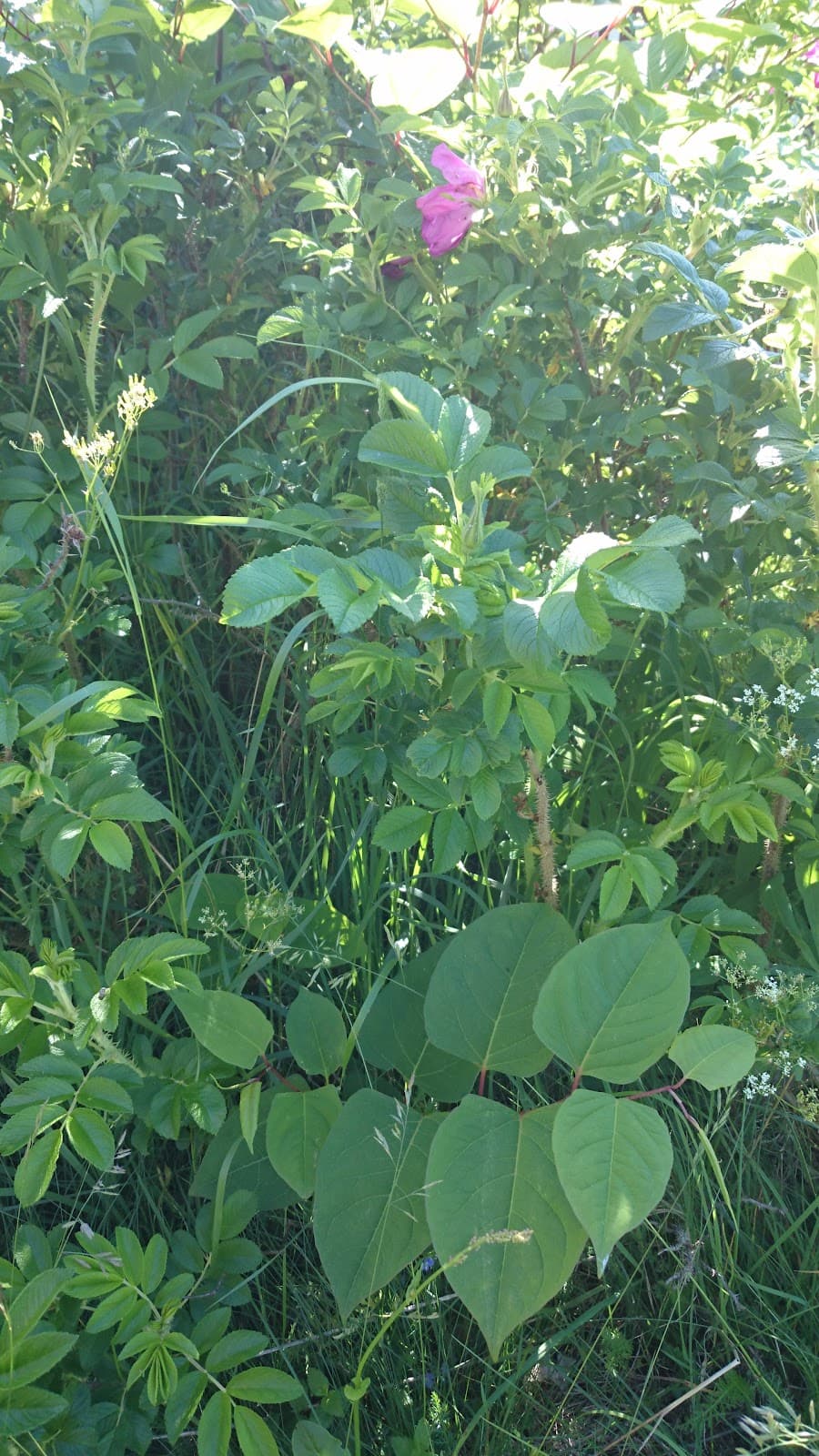 Axmar Nature Reserve - Image 1