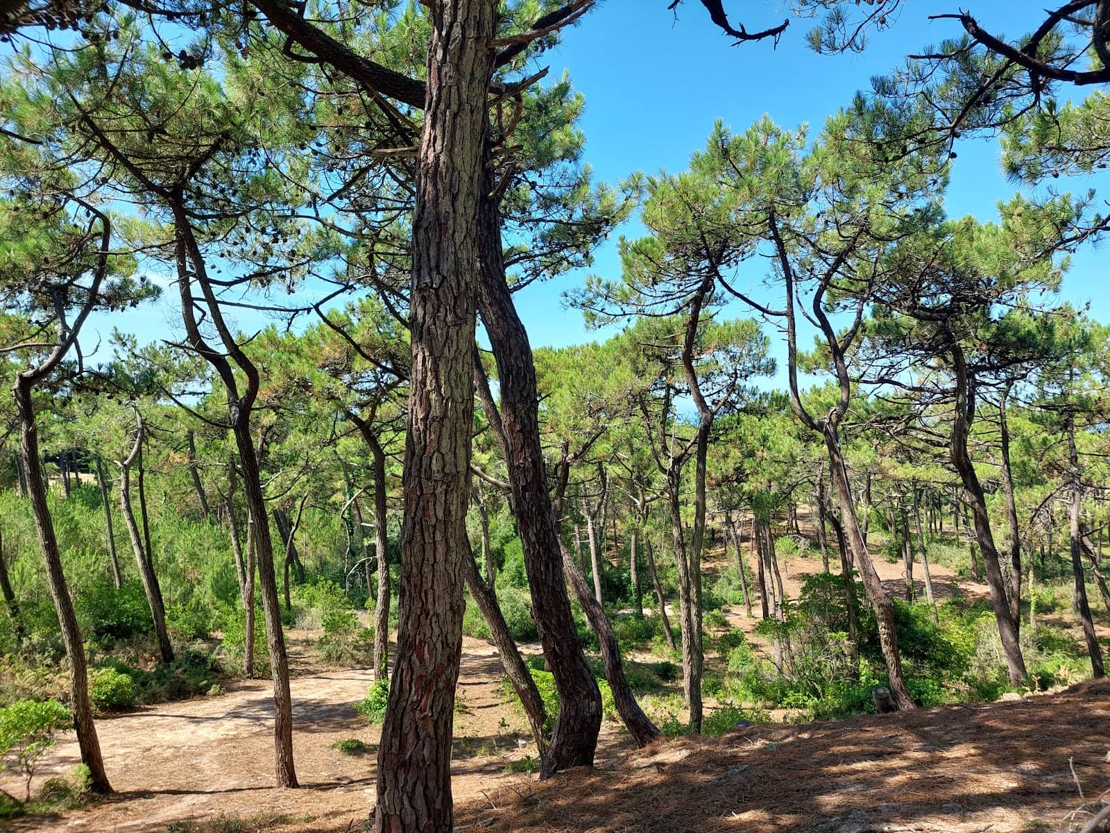 Shaded Picnic Areas