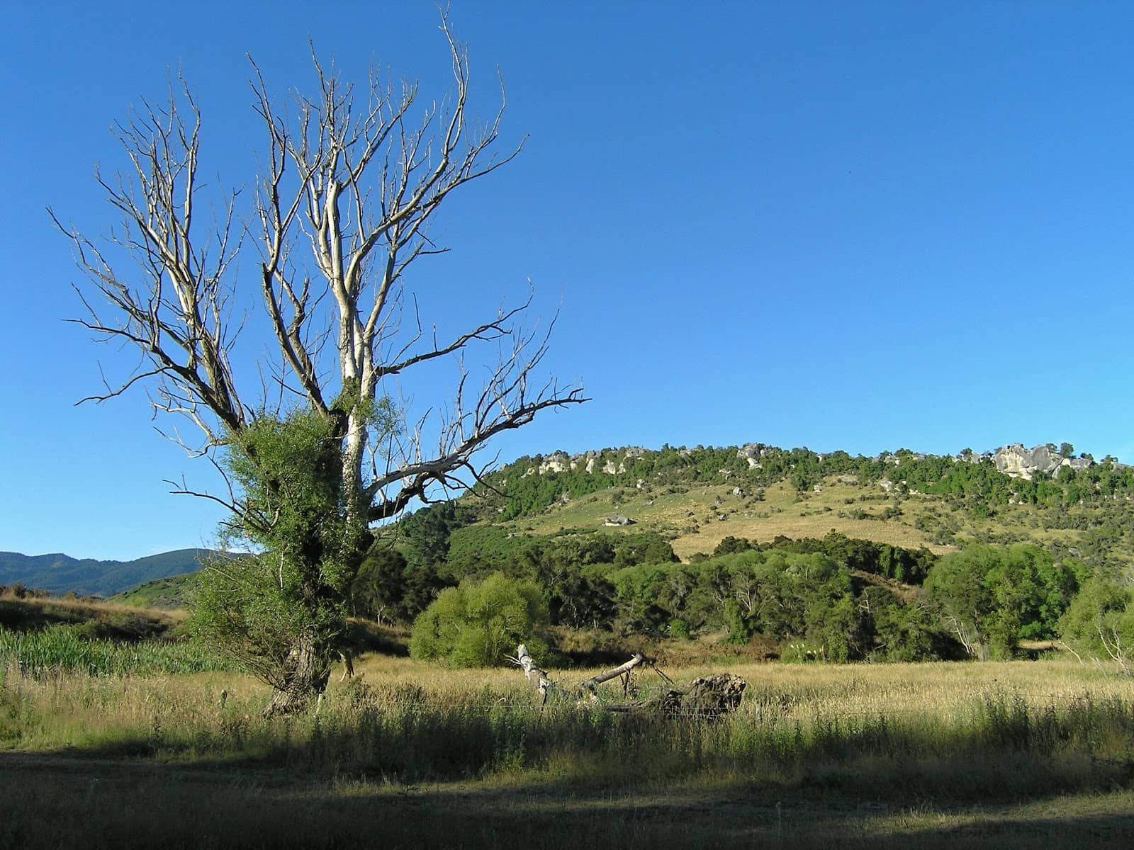 Birdwatching Opportunities