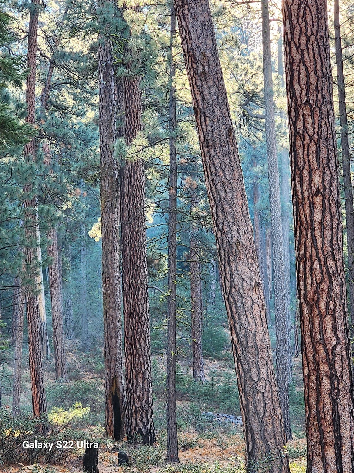 Head of the Metolius Oregon - Image 1