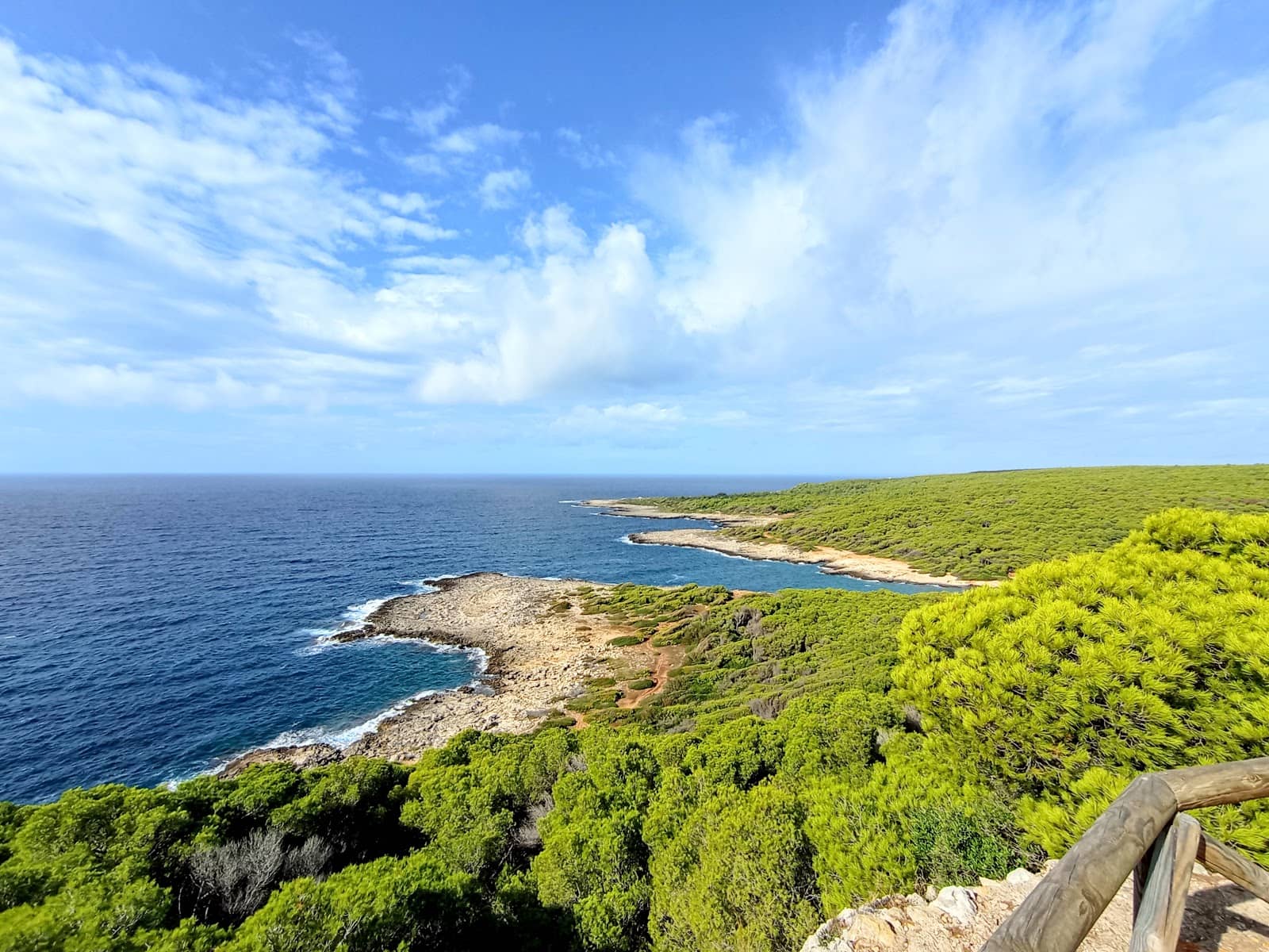 Refreshing Pine Forest Walk