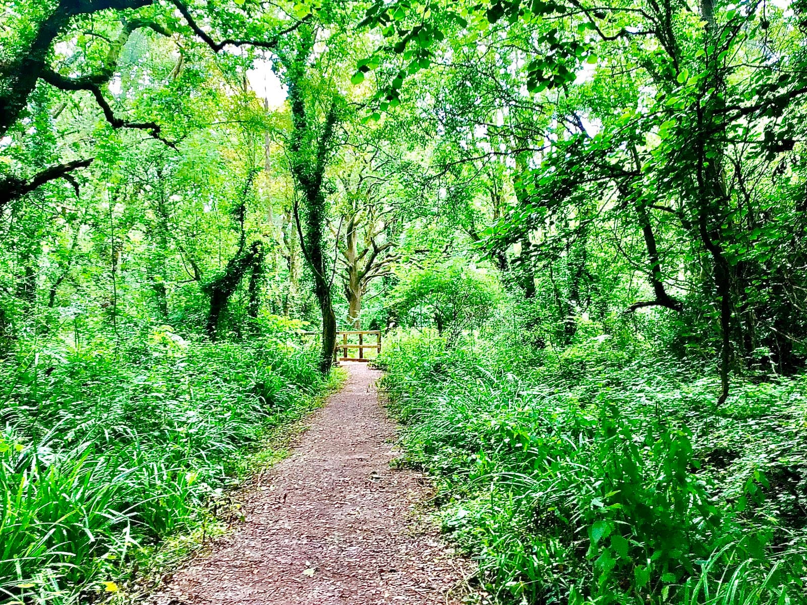 Kites Croft Nature Reserve - Image 1