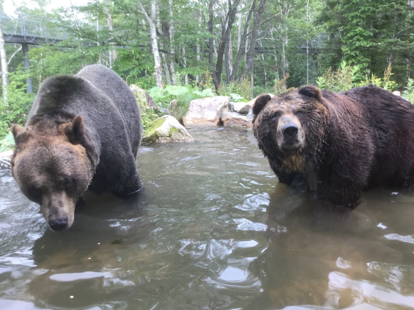 Bear Mountain (Sahoro) - Image 1