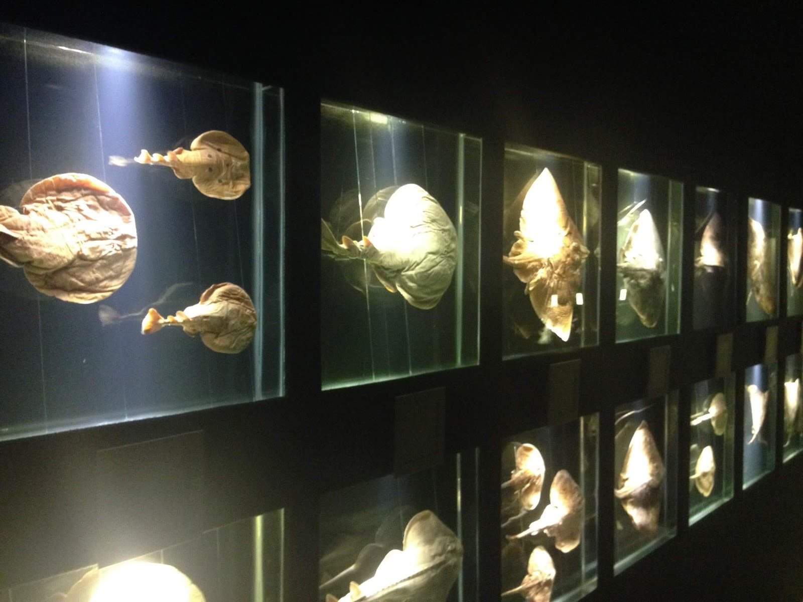 Museu Oceanográfico UNIVALI - Image 1