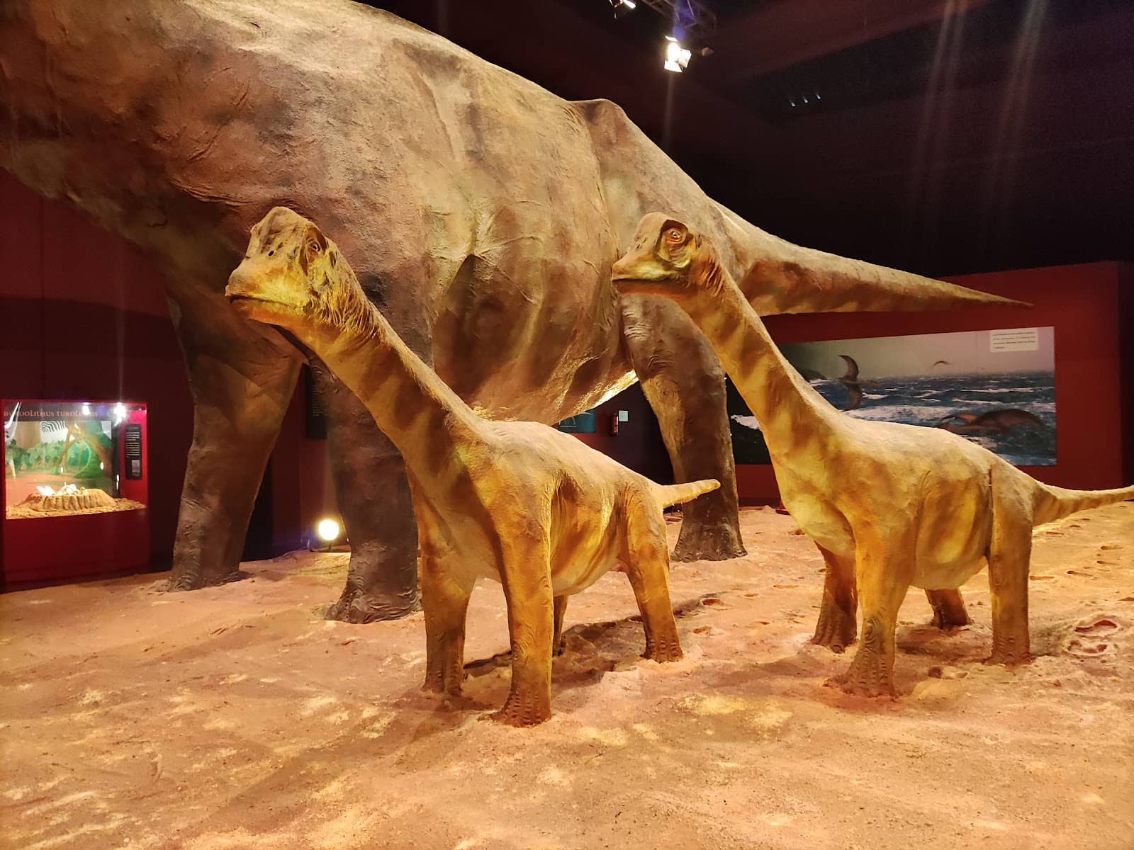 Local Fossil Exhibits