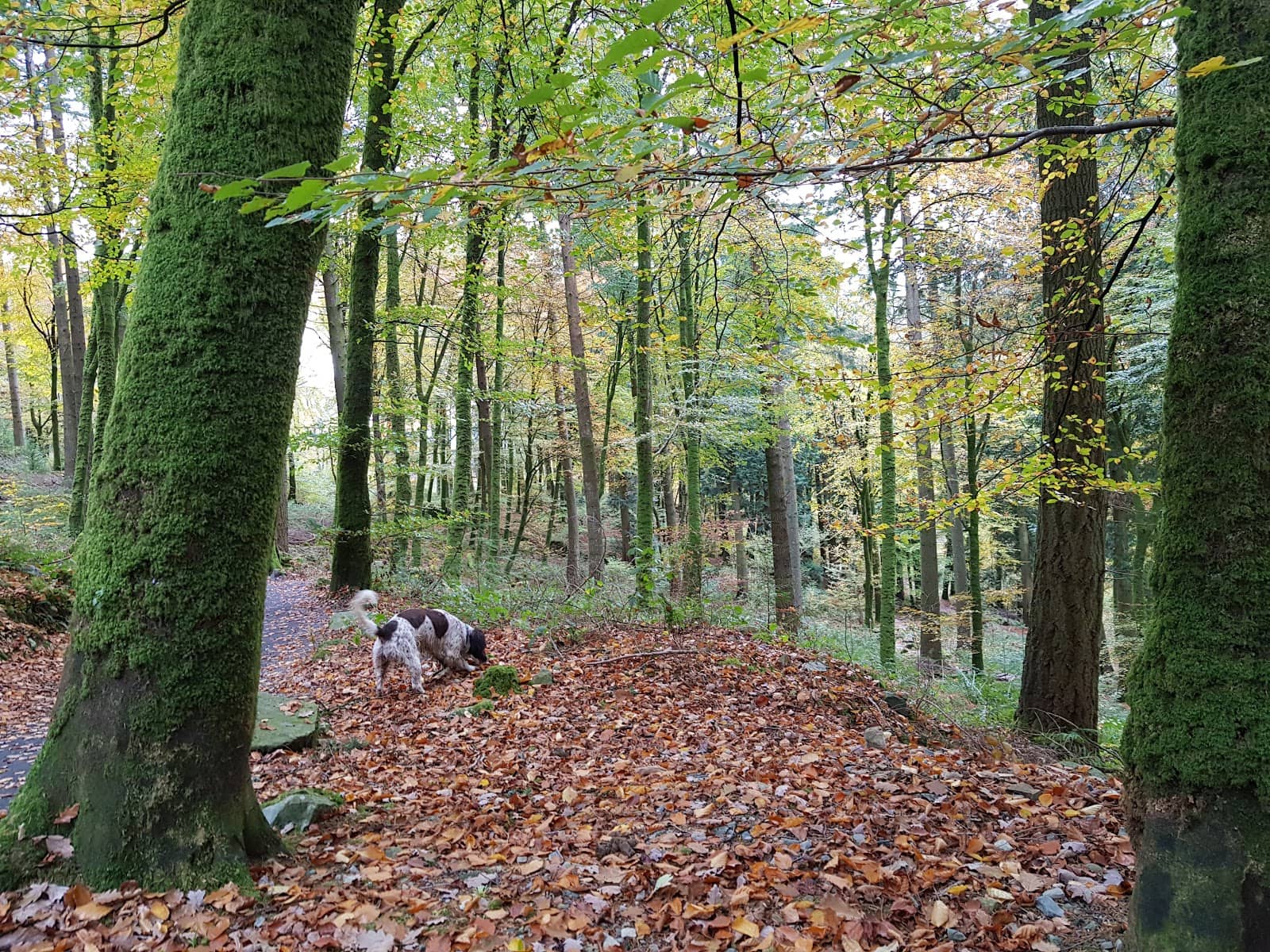 Mountain Biking Trails