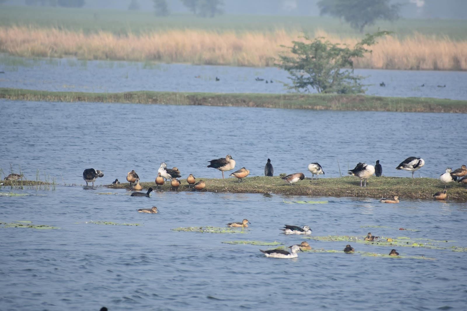 Vadhvana Wetland - Image 1