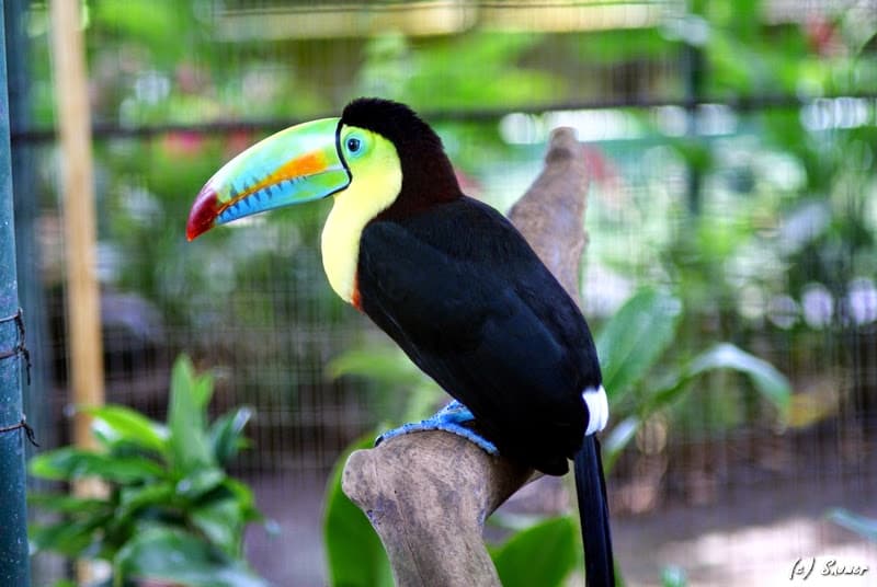 Summit Municipal Park and Zoo - Image 1