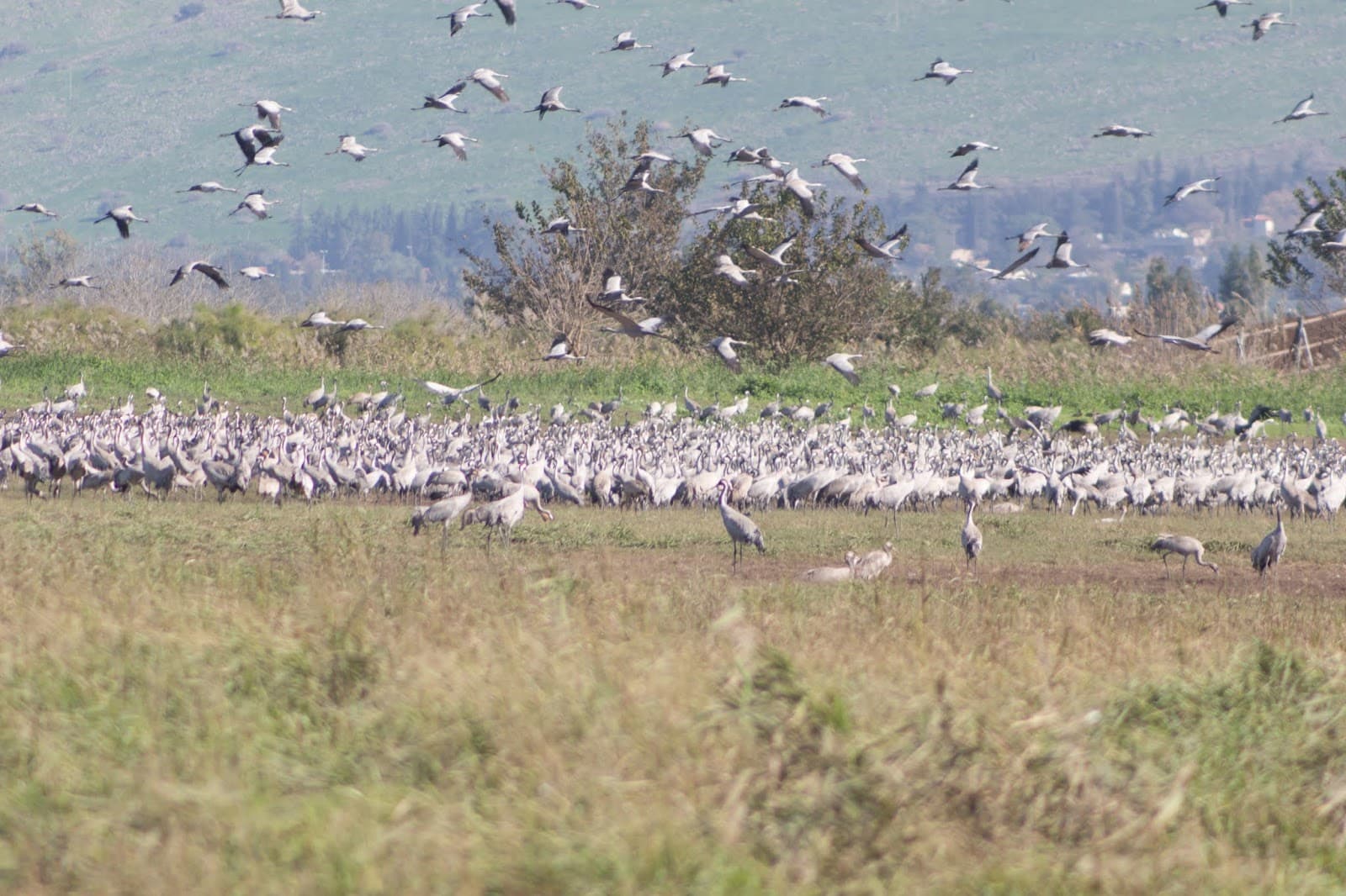 Hula Lake Park (Agamon Hula) - Image 1