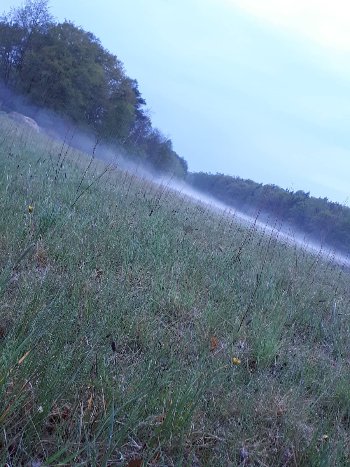 Local Flora and Fauna