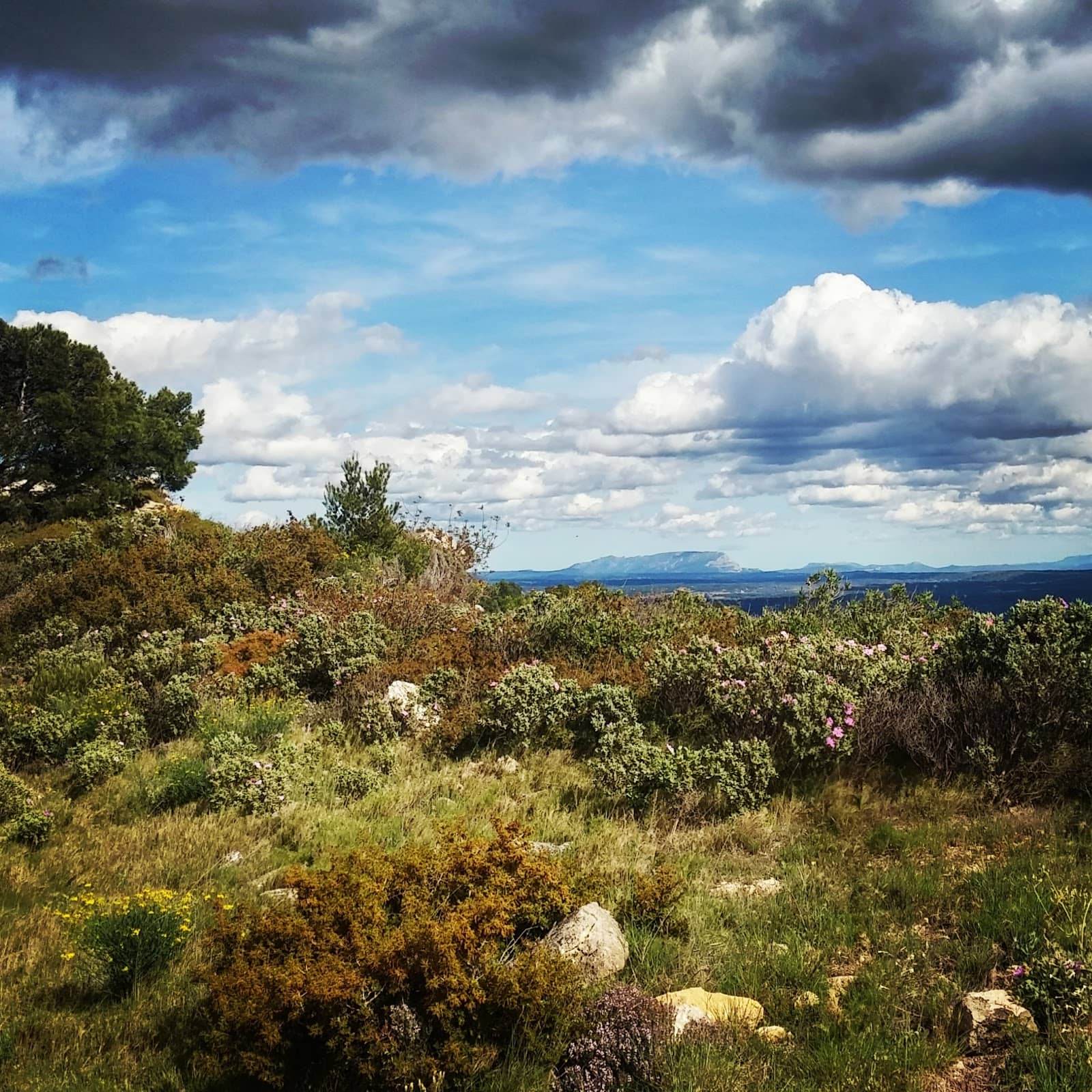 Panoramic Forest Views