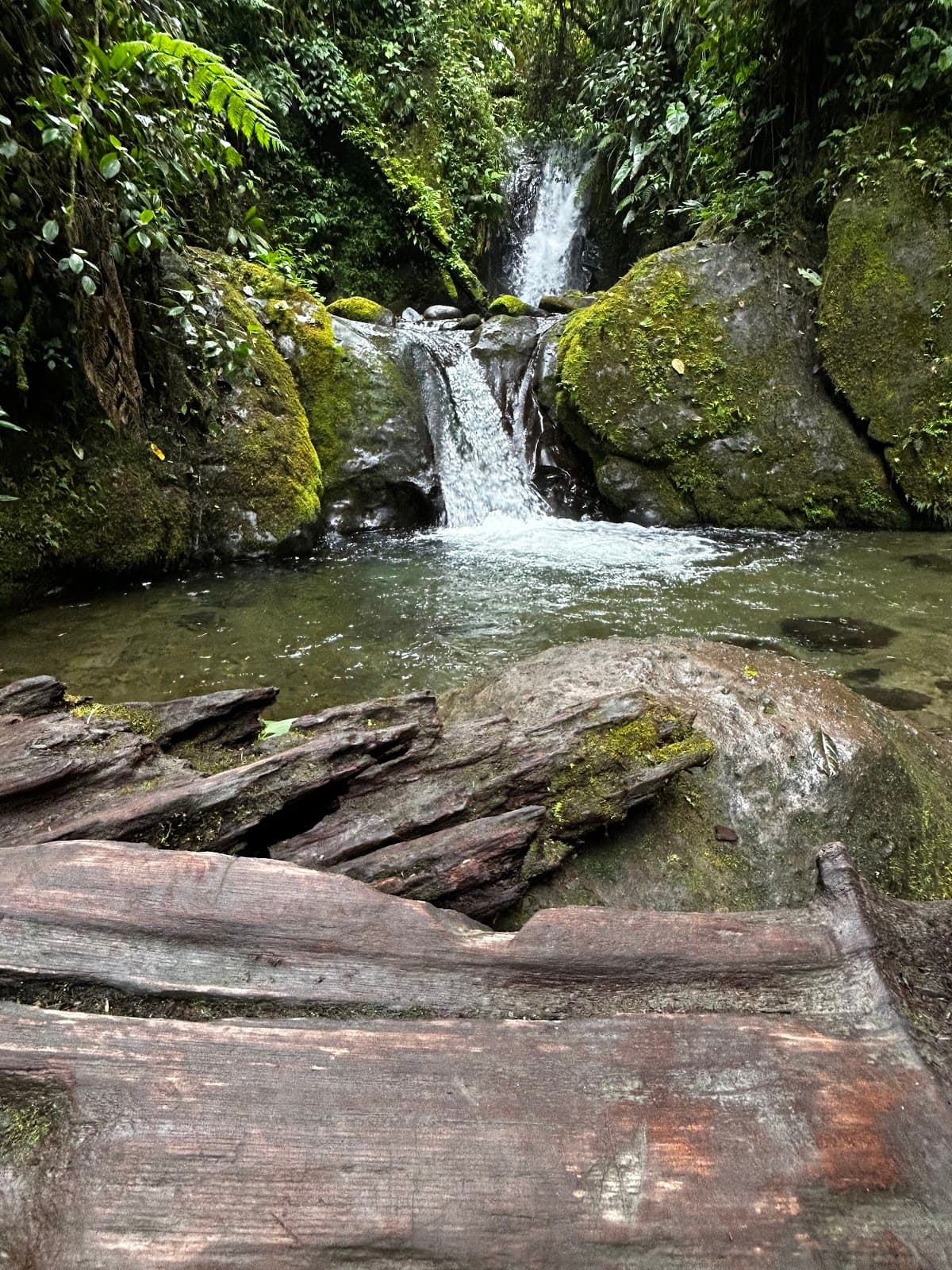 Mindo Cloud Forest - Image 1