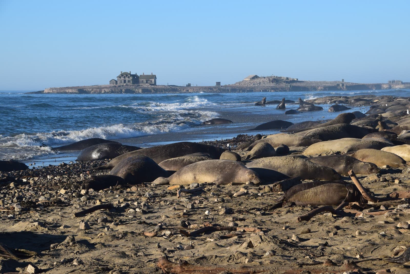 Año Nuevo State Park - Image 1