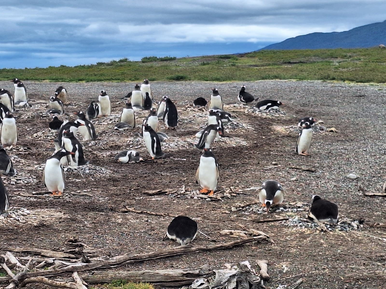 Isla Martillo Penguin Colony Ushuaia - Image 1