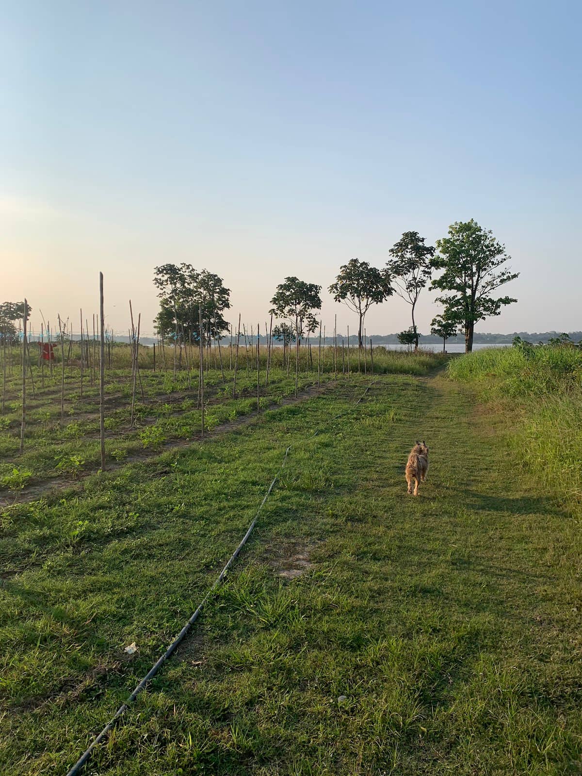 Natural Beauty of the Amazon