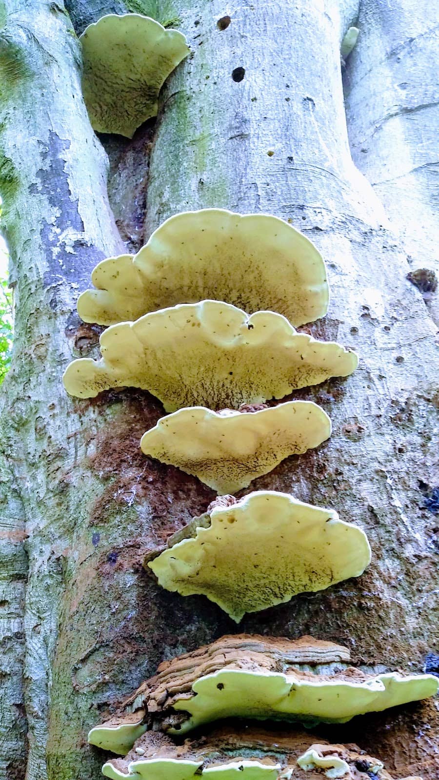 Woodland Walking Routes
