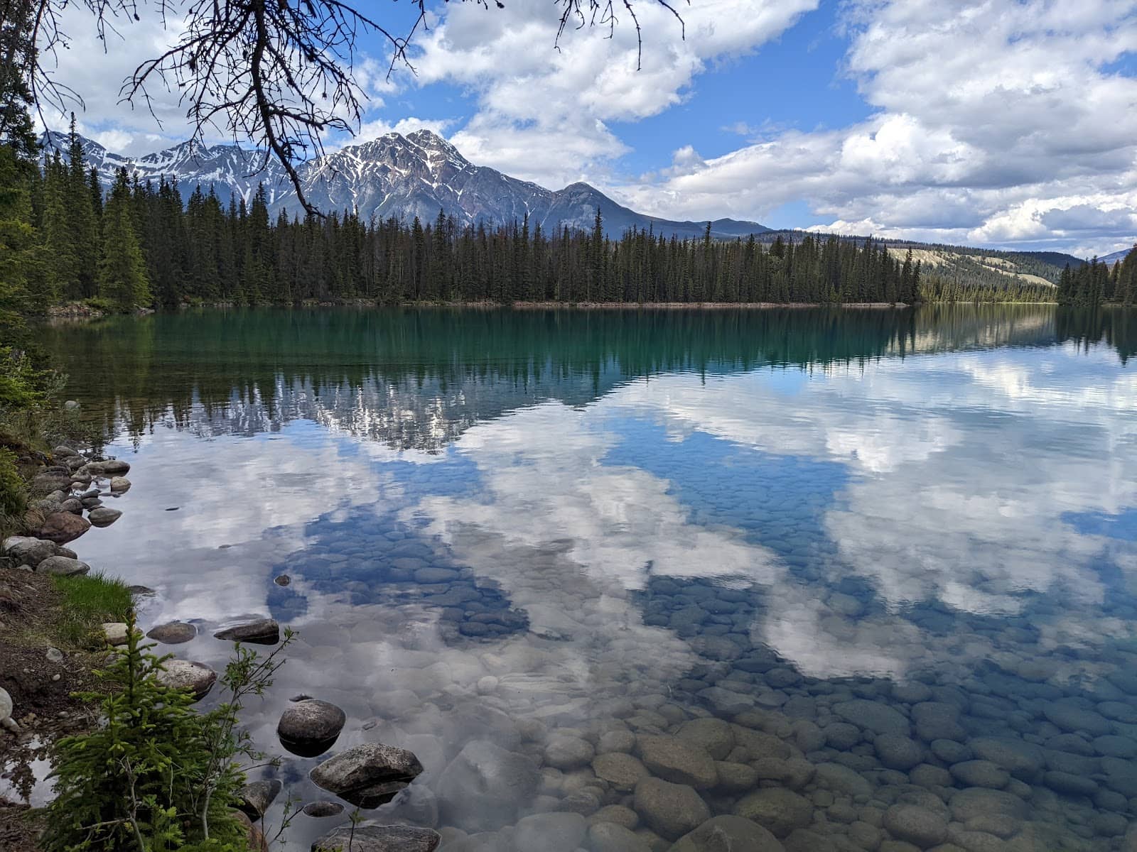 Wildfire Recovery Scenery