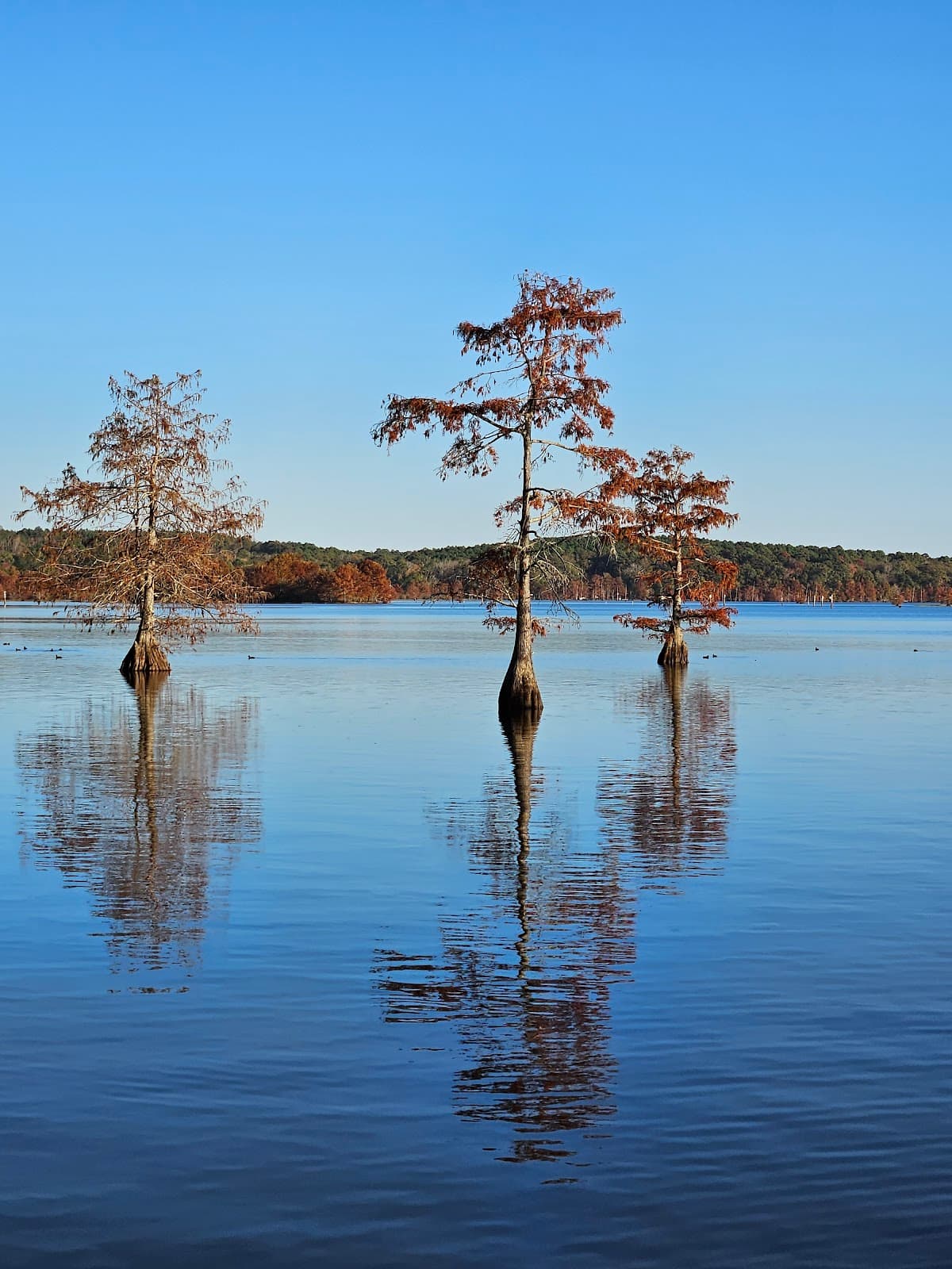 Lake D'Arbonne State Park - Image 1