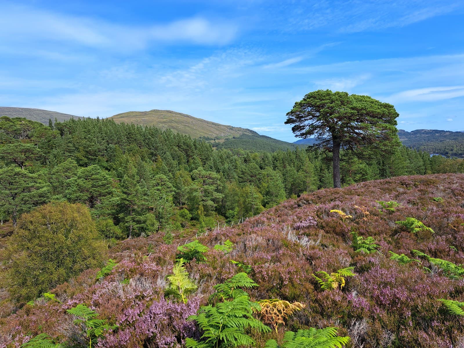 Glen Affric - Image 1