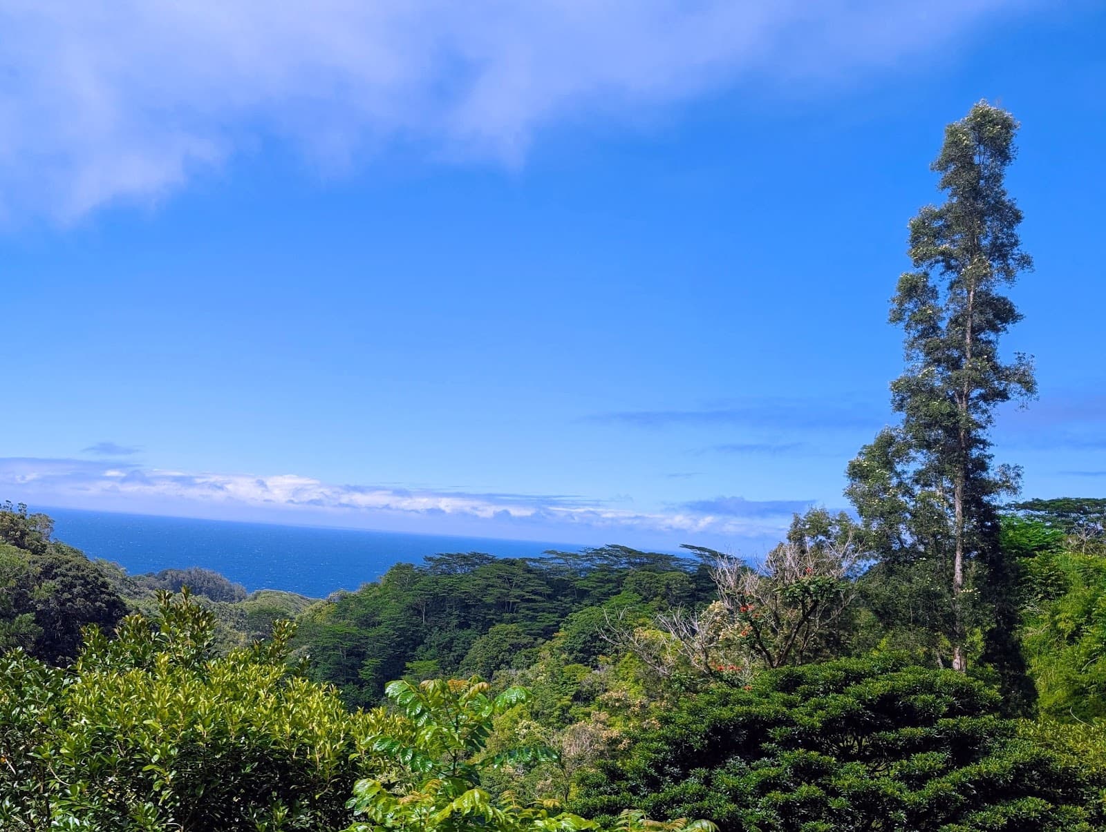Road to Hana Maui - Image 1
