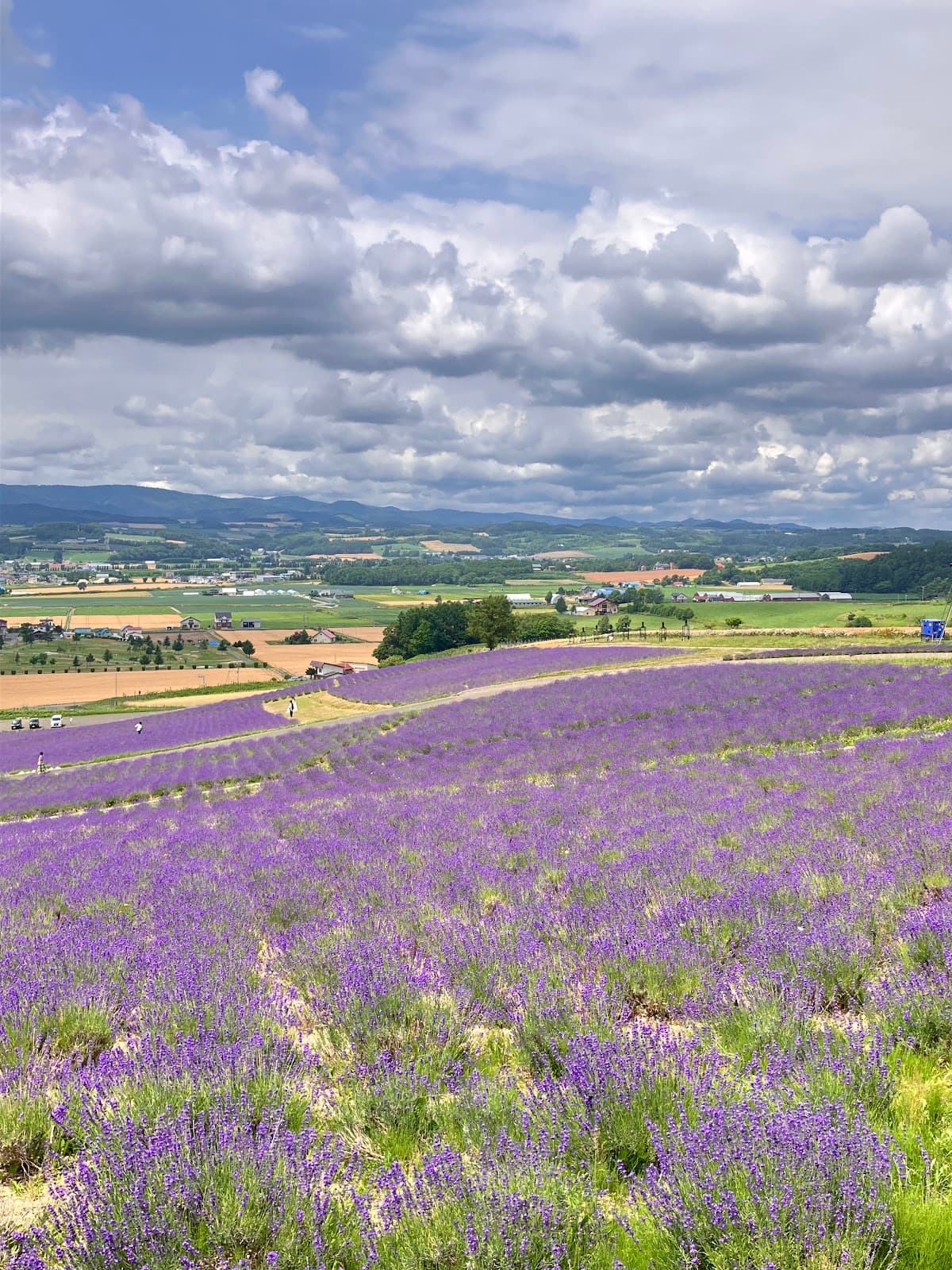 Hinode Park Lavender Garden - Image 1