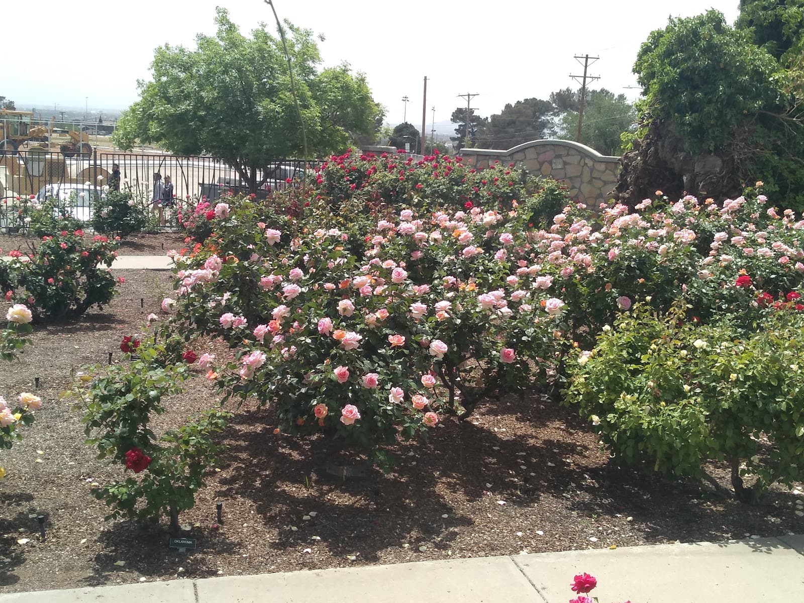 El Paso Municipal Rose Garden - Image 1