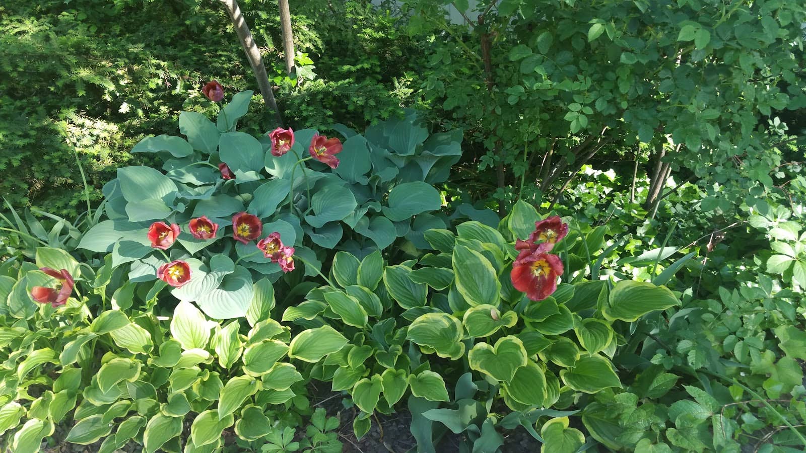 Don Valley Parkway (DVP) Skyline