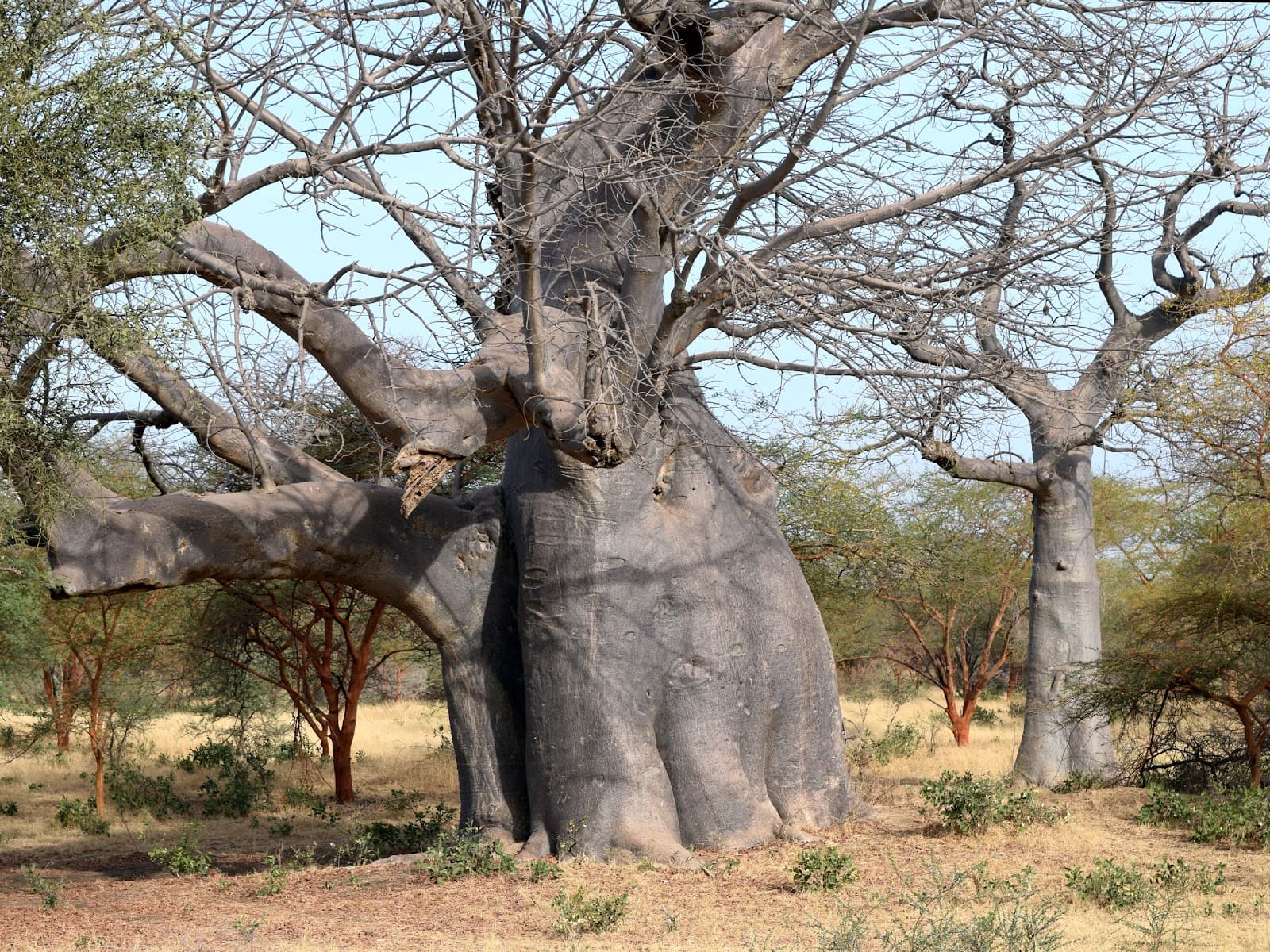 Bandia Reserve - Image 1