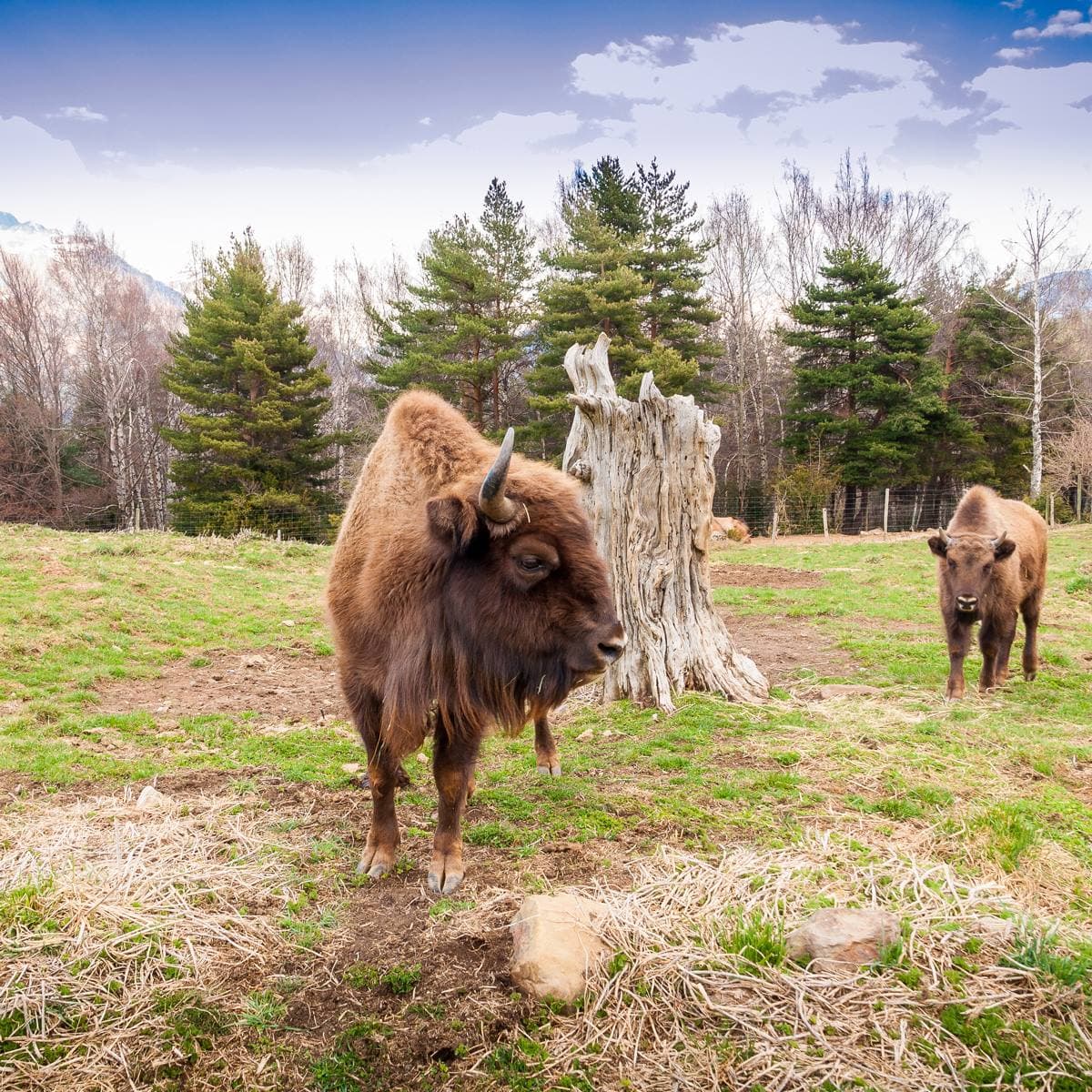 Lacuniacha Wildlife Park - Image 1