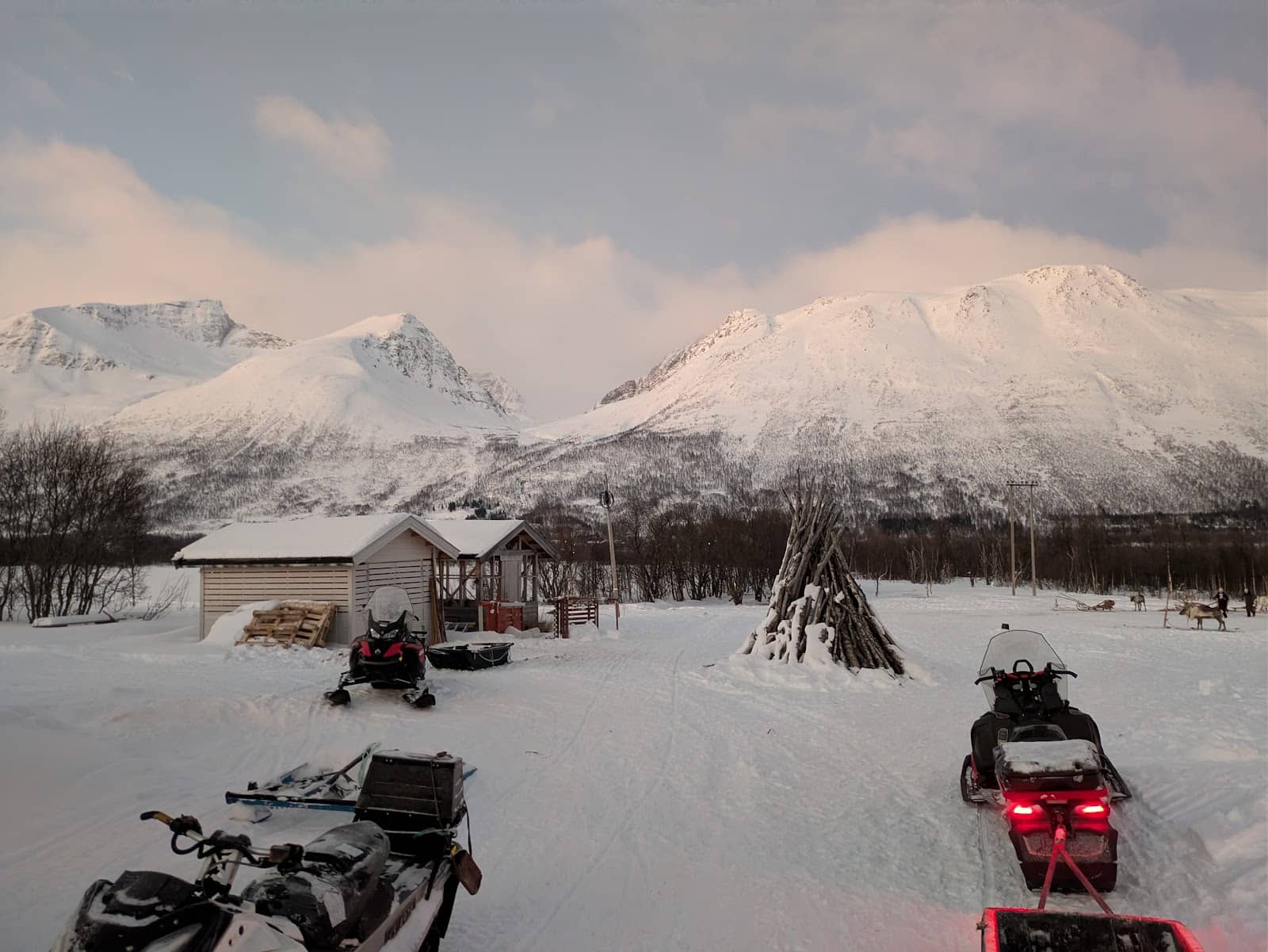 Reindeer and Sami Culture