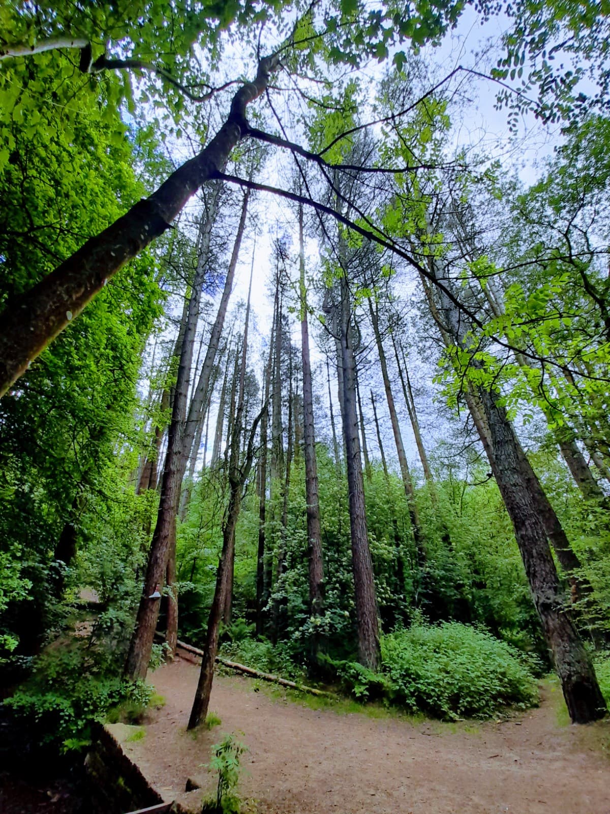 Brinscall Woods - Image 1