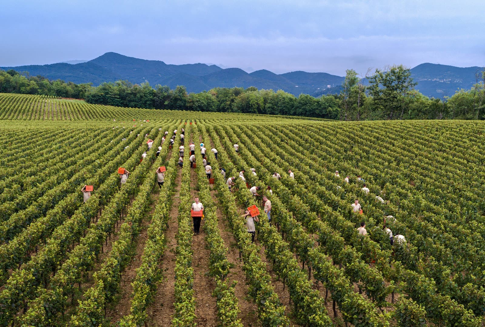 Ca' del Bosco (Erbusco) - Image 1